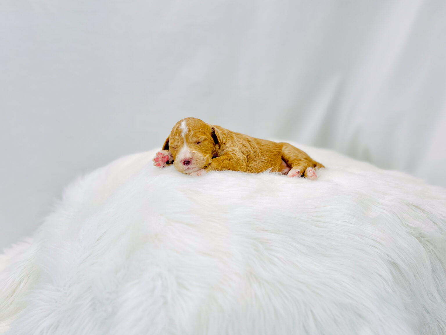 I am just a tiny baby and would love to join your family soon! Of course, you can’t see how cute and curly I will be when I get older, so the Dog Club will send updated photos when I am about 6 to 7 weeks old, if you choose to adopt me. Infant puppy deposits are refundable or transferrable.