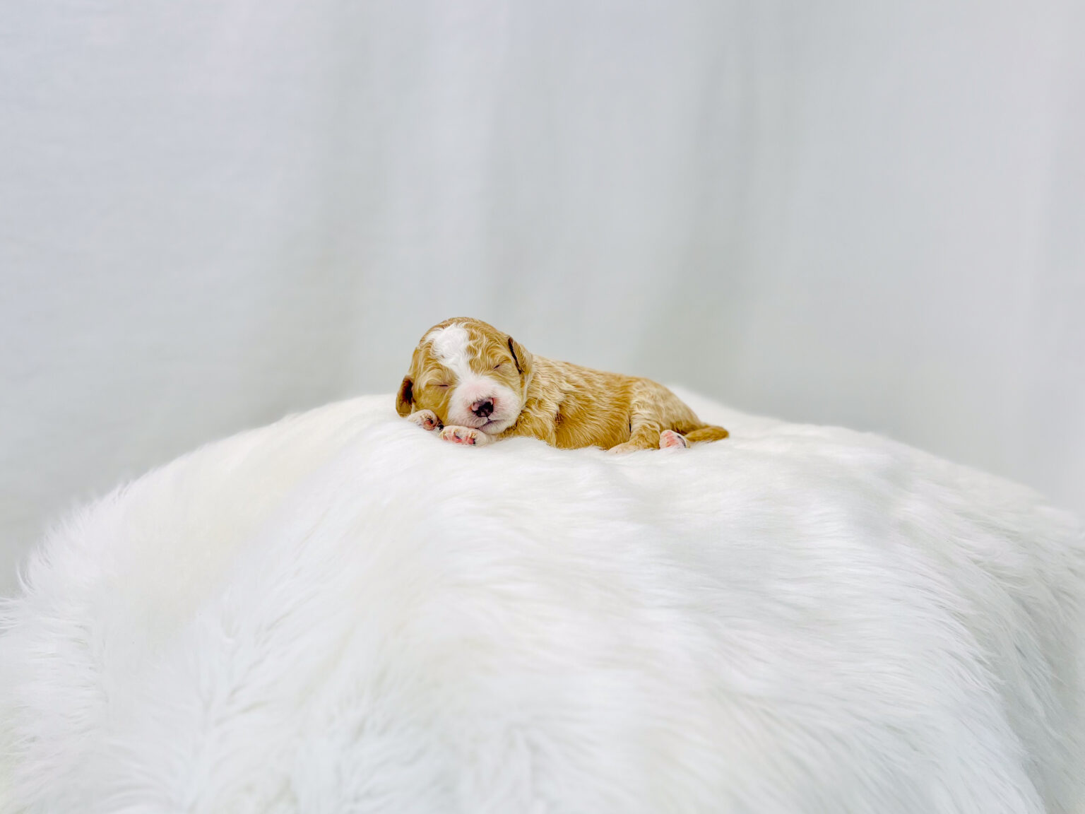 I am just a tiny baby and would love to join your family soon! Of course, you can’t see how cute and curly I will be when I get older, so the Dog Club will send updated photos when I am about 6 to 7 weeks old, if you choose to adopt me. Infant puppy deposits are refundable or transferrable.