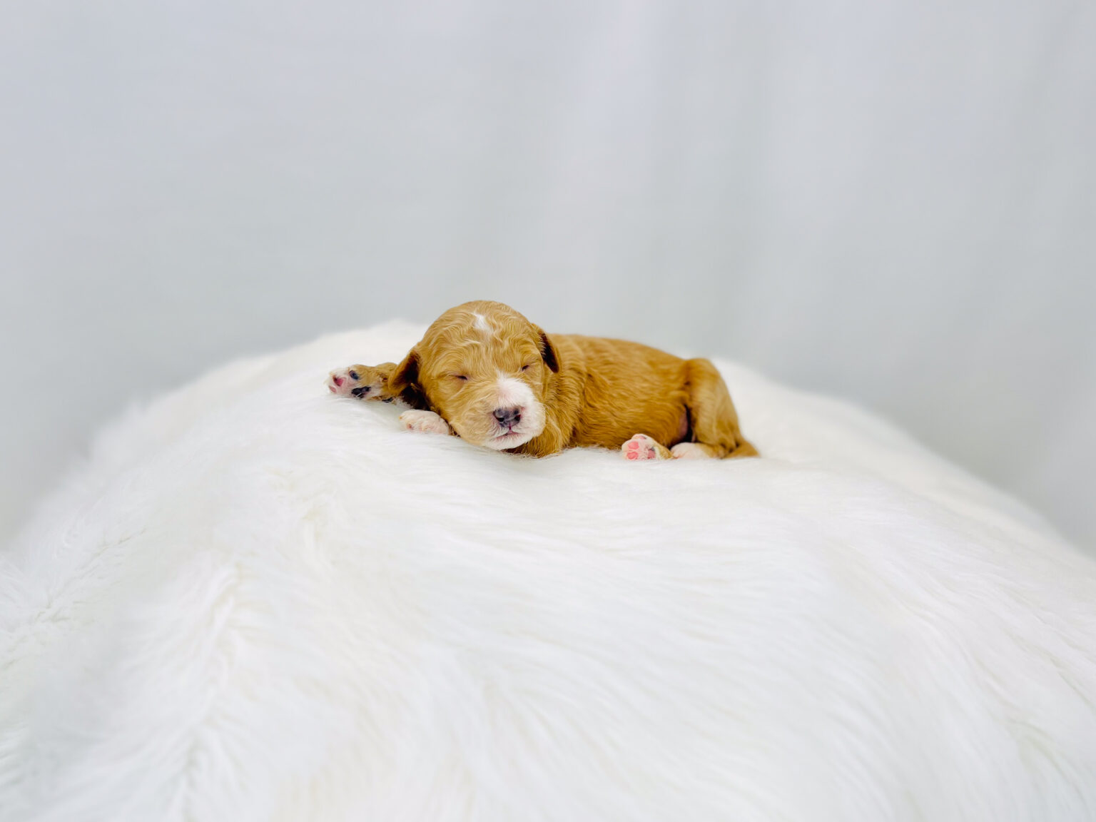 I am just a tiny baby and would love to join your family soon! Of course, you can’t see how cute and curly I will be when I get older, so the Dog Club will send updated photos when I am about 6 to 7 weeks old, if you choose to adopt me. Infant puppy deposits are refundable or transferrable.