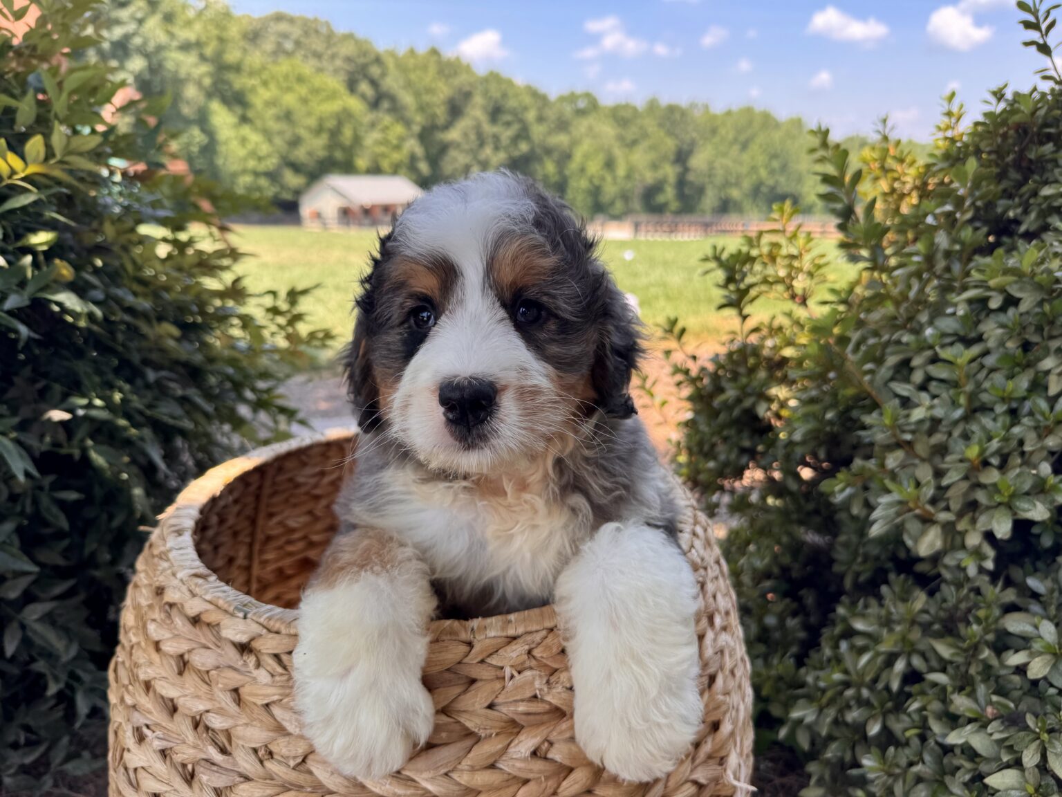 I am just a tiny baby and would love to join your family soon! Of course, you can’t see how cute and curly I will be when I get older, so the Dog Club will send updated photos when I am about 6 to 7 weeks old, if you choose to adopt me. Infant puppy deposits are refundable or transferrable.