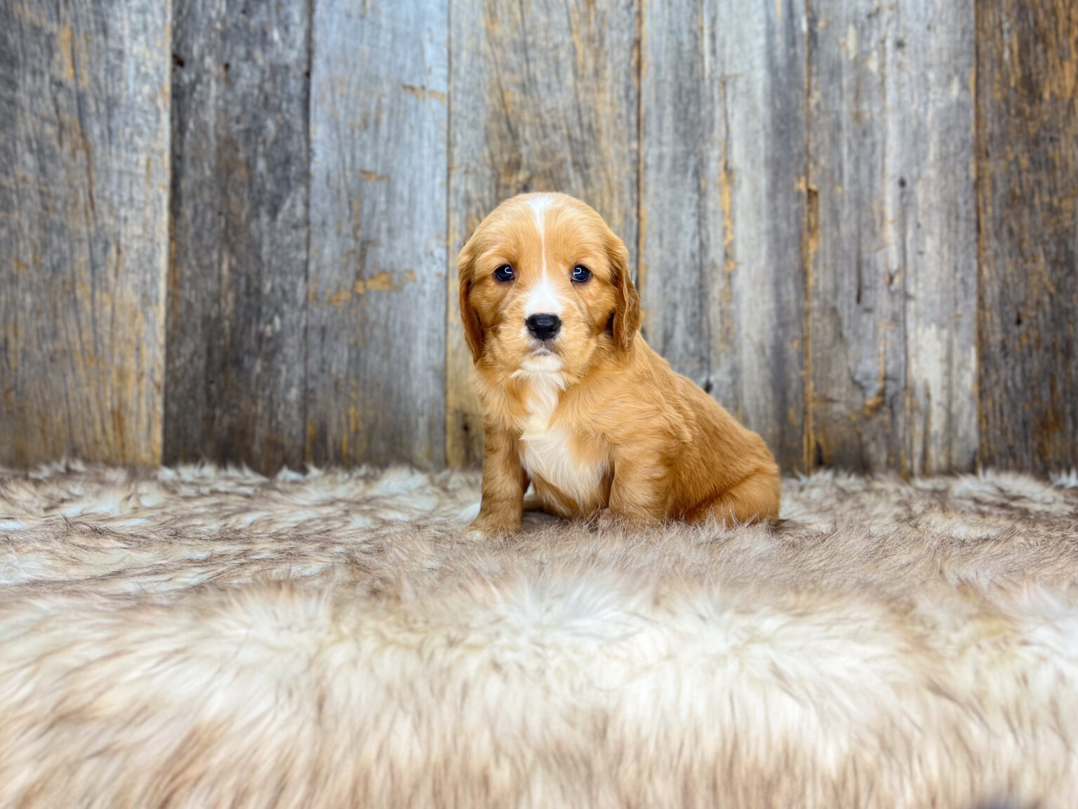 I am just a tiny baby and would love to join your family soon! Of course, you can’t see how cute and curly I will be when I get older, so the Dog Club will send updated photos when I am about 6 to 7 weeks old, if you choose to adopt me. Infant puppy deposits are refundable or transferrable.