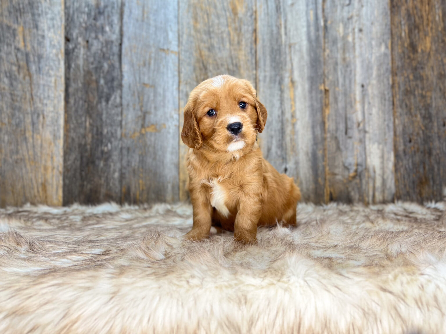 I am just a tiny baby and would love to join your family soon! Of course, you can’t see how cute and curly I will be when I get older, so the Dog Club will send updated photos when I am about 6 to 7 weeks old, if you choose to adopt me. Infant puppy deposits are refundable or transferrable.