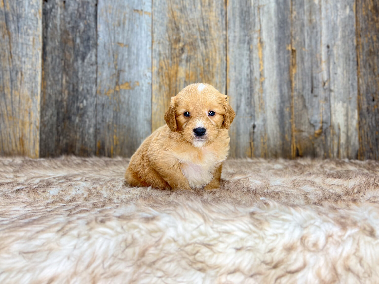 I am just a tiny baby and would love to join your family soon! Of course, you can’t see how cute and curly I will be when I get older, so the Dog Club will send updated photos when I am about 6 to 7 weeks old, if you choose to adopt me. Infant puppy deposits are refundable or transferrable.