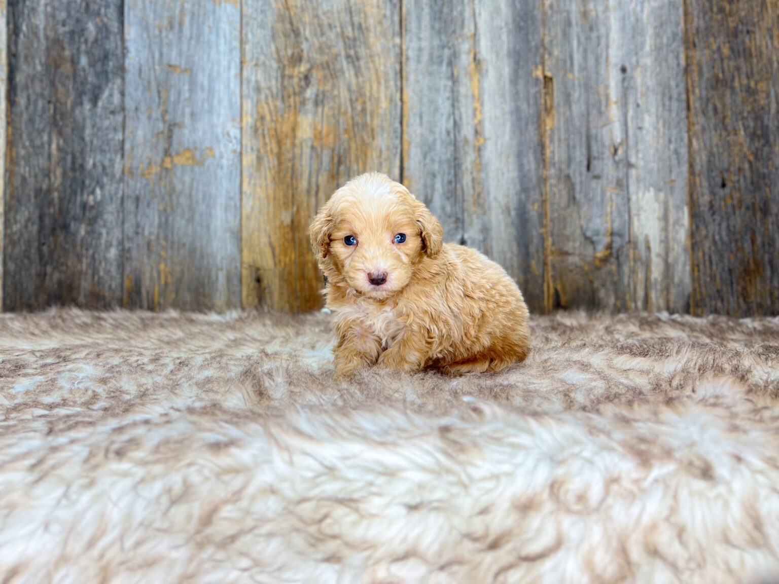 I am just a tiny baby and would love to join your family soon! Of course, you can’t see how cute and curly I will be when I get older, so the Dog Club will send updated photos when I am about 6 to 7 weeks old, if you choose to adopt me. Infant puppy deposits are refundable or transferrable.