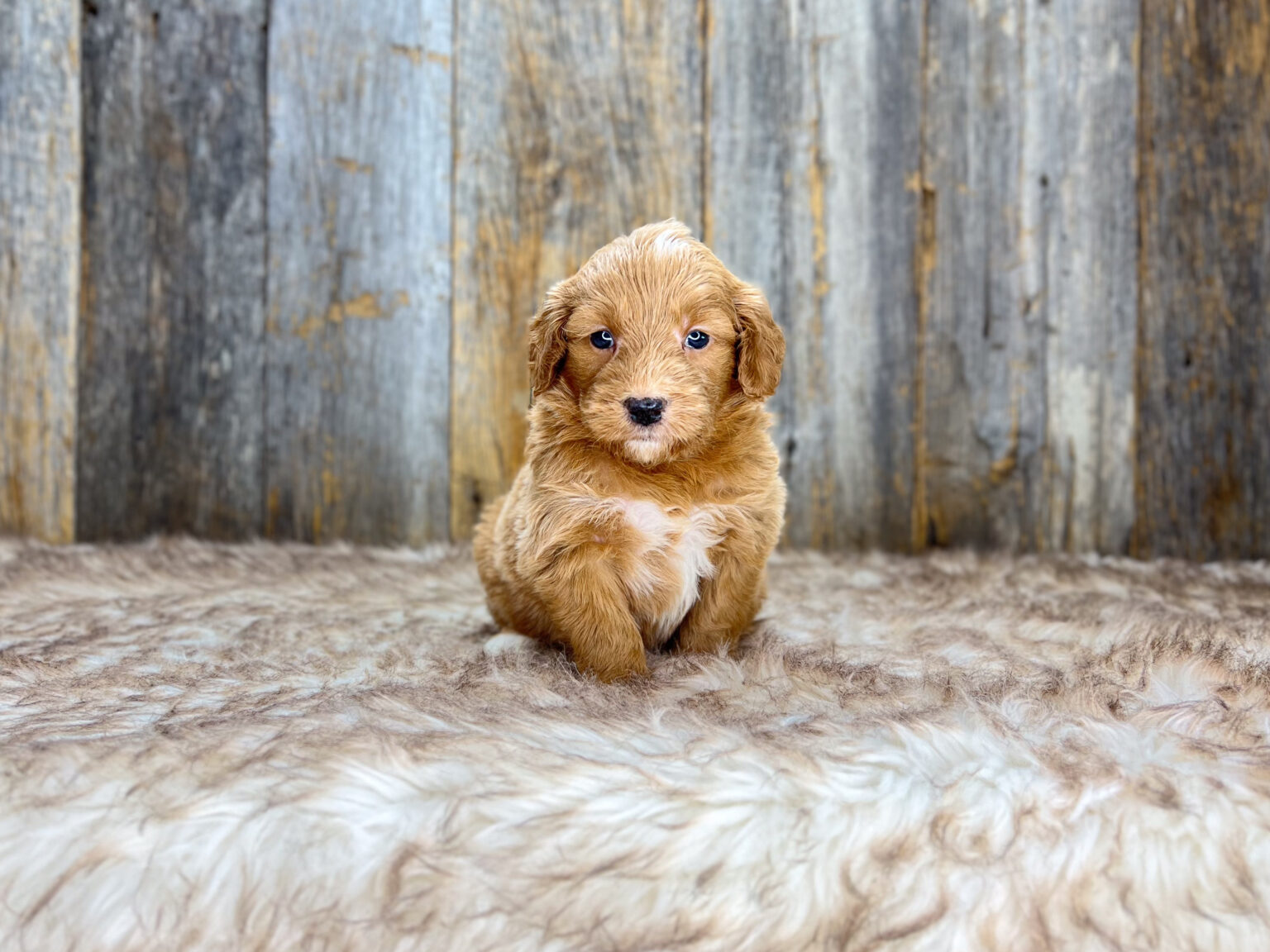 I am just a tiny baby and would love to join your family soon! Of course, you can’t see how cute and curly I will be when I get older, so the Dog Club will send updated photos when I am about 6 to 7 weeks old, if you choose to adopt me. Infant puppy deposits are refundable or transferrable.