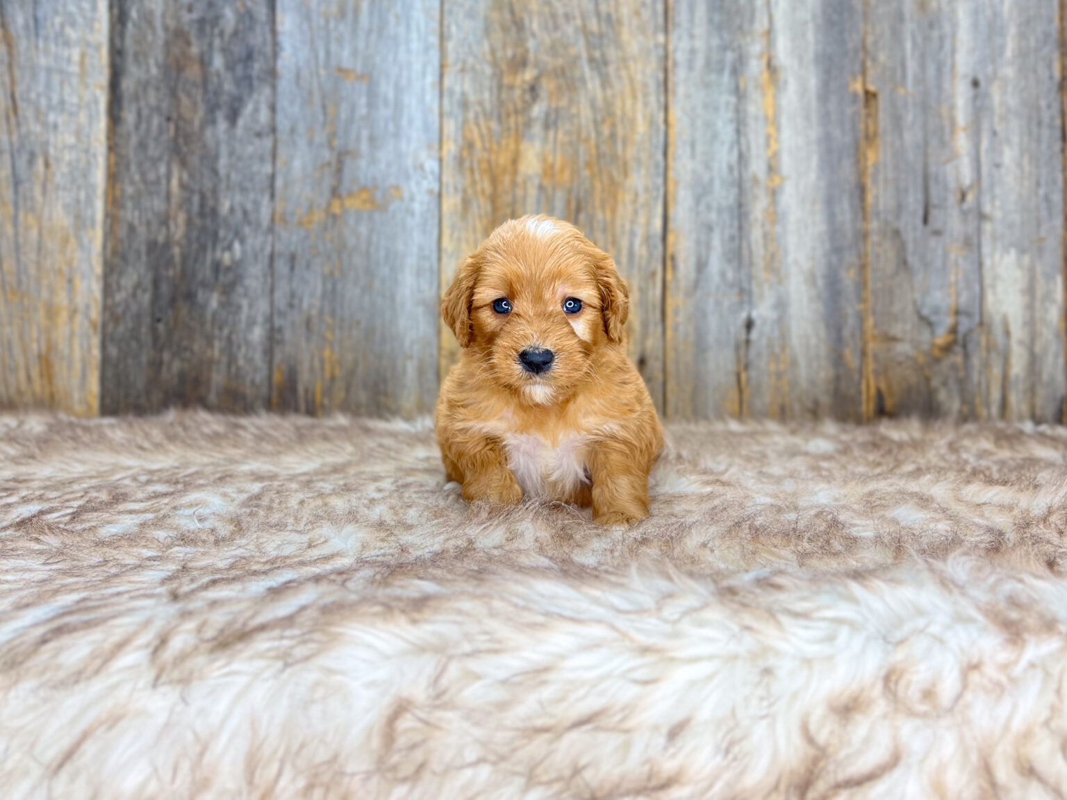I am just a tiny baby and would love to join your family soon! Of course, you can’t see how cute and curly I will be when I get older, so the Dog Club will send updated photos when I am about 6 to 7 weeks old, if you choose to adopt me. Infant puppy deposits are refundable or transferrable.
