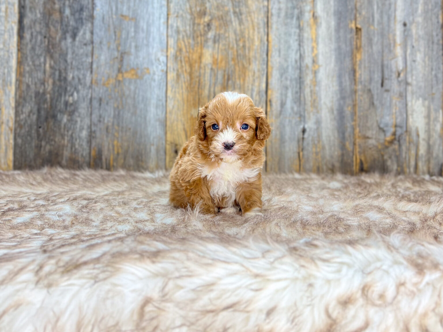 I am just a tiny baby and would love to join your family soon! Of course, you can’t see how cute and curly I will be when I get older, so the Dog Club will send updated photos when I am about 6 to 7 weeks old, if you choose to adopt me. Infant puppy deposits are refundable or transferrable.