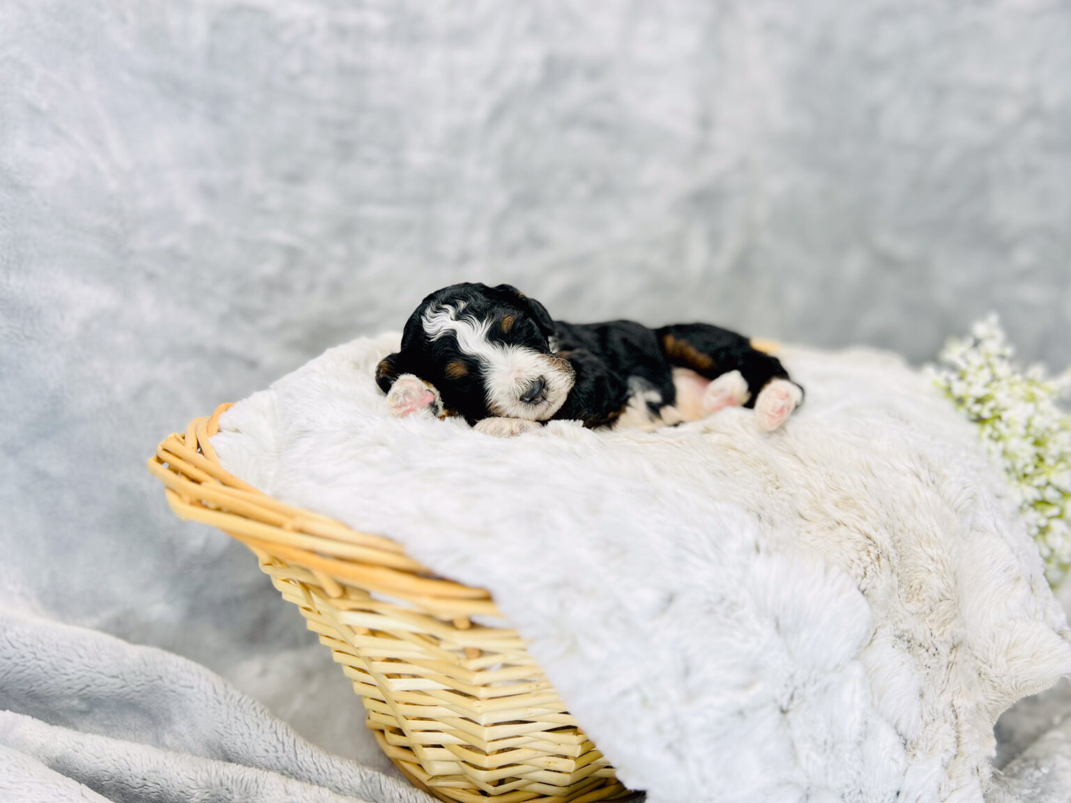 I am just a tiny baby and would love to join your family soon! Of course, you can’t see how cute and curly I will be when I get older, so the Dog Club will send updated photos when I am about 6 to 7 weeks old, if you choose to adopt me. Infant puppy deposits are refundable or transferrable.