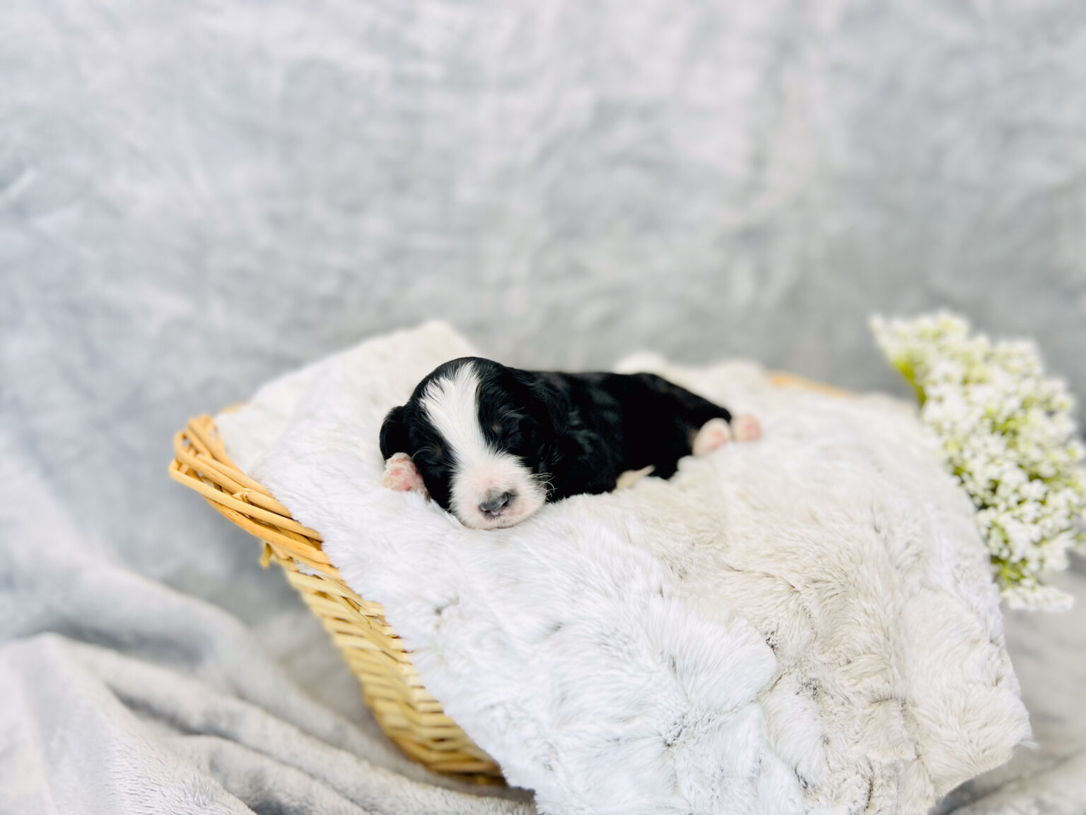 I am just a tiny baby and would love to join your family soon! Of course, you can’t see how cute and curly I will be when I get older, so the Dog Club will send updated photos when I am about 6 to 7 weeks old, if you choose to adopt me. Infant puppy deposits are refundable or transferrable.