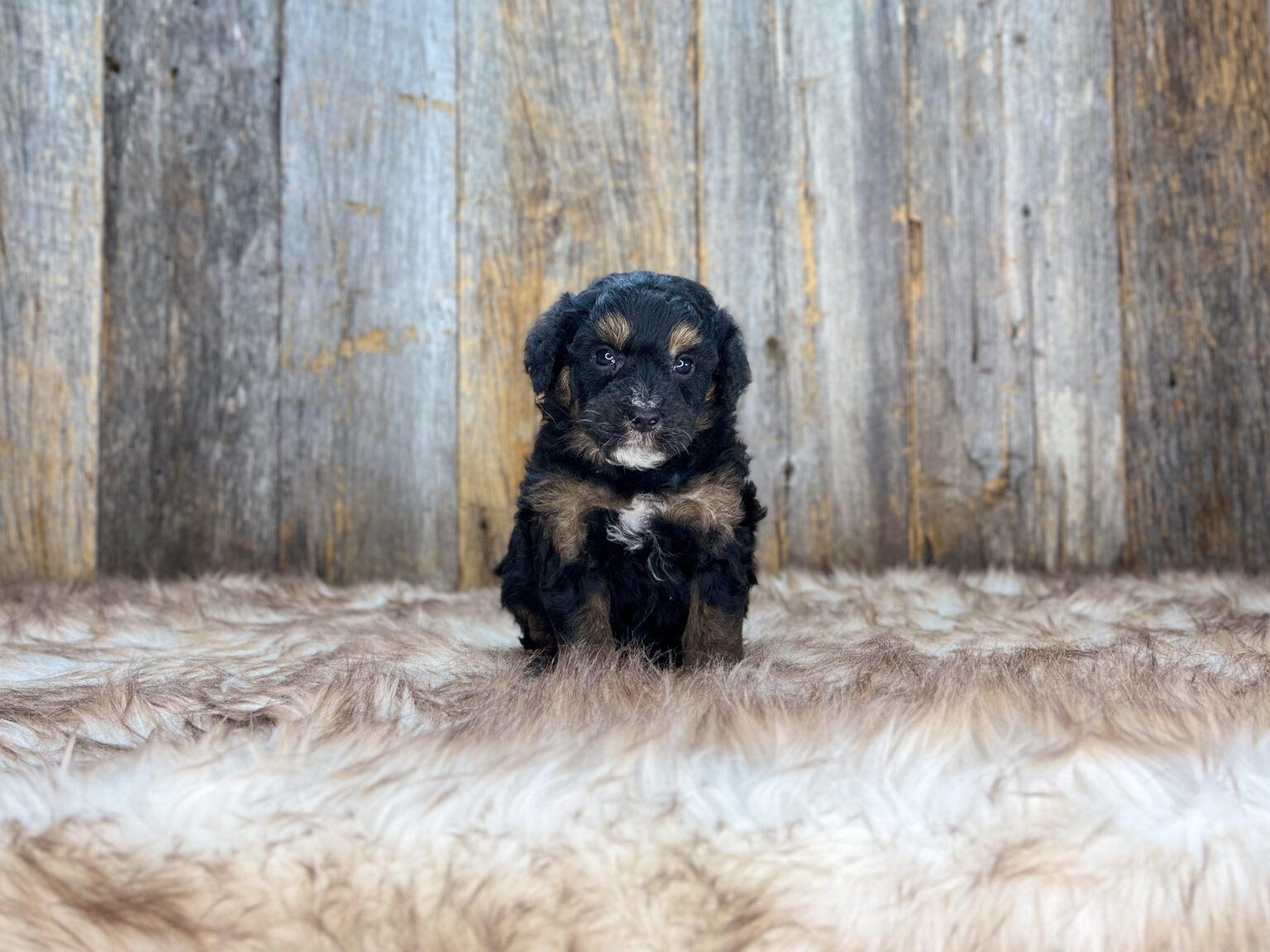 I am just a tiny baby and would love to join your family soon! Of course, you can’t see how cute and curly I will be when I get older, so the Dog Club will send updated photos when I am about 6 to 7 weeks old, if you choose to adopt me. Infant puppy deposits are refundable or transferrable.