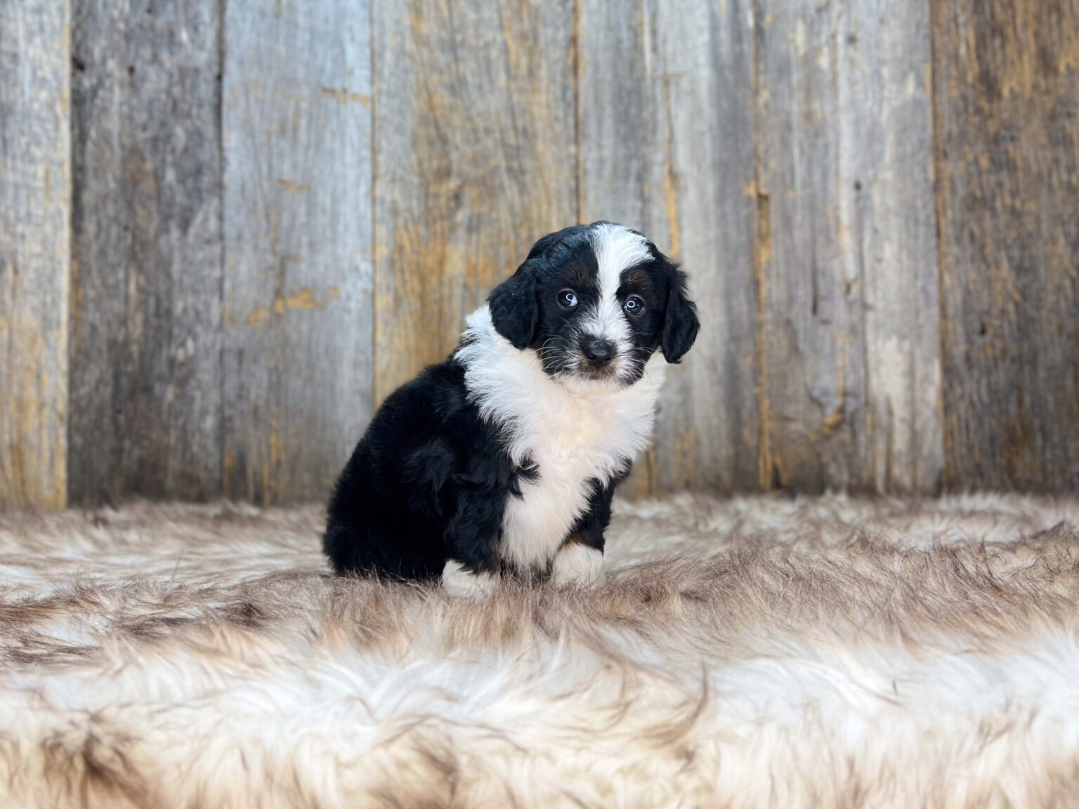 I am just a tiny baby and would love to join your family soon! Of course, you can’t see how cute and curly I will be when I get older, so the Dog Club will send updated photos when I am about 6 to 7 weeks old, if you choose to adopt me. Infant puppy deposits are refundable or transferrable.