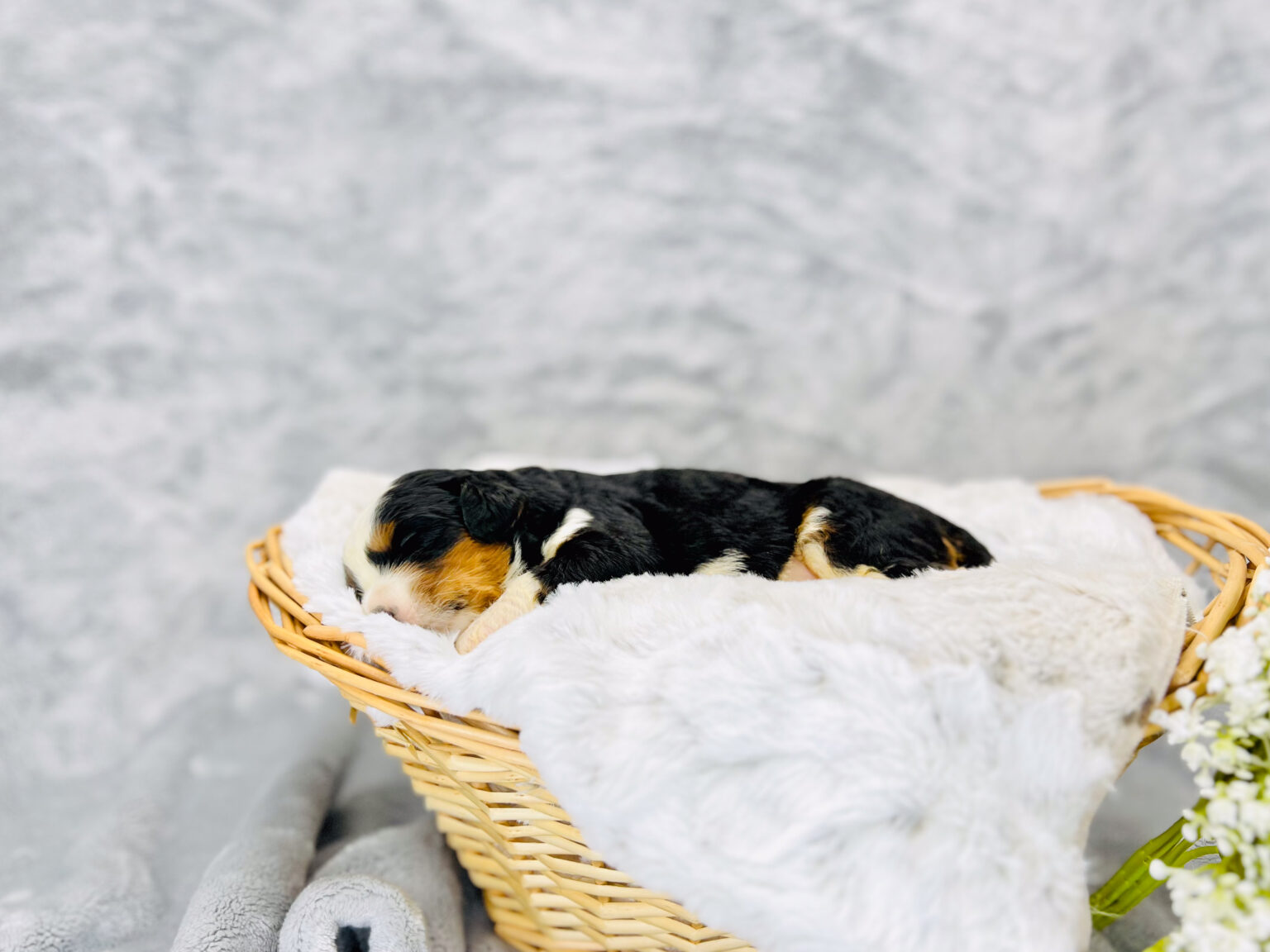 I am just a tiny baby and would love to join your family soon! Of course, you can’t see how cute and curly I will be when I get older, so the Dog Club will send updated photos when I am about 6 to 7 weeks old, if you choose to adopt me. Infant puppy deposits are refundable or transferrable.