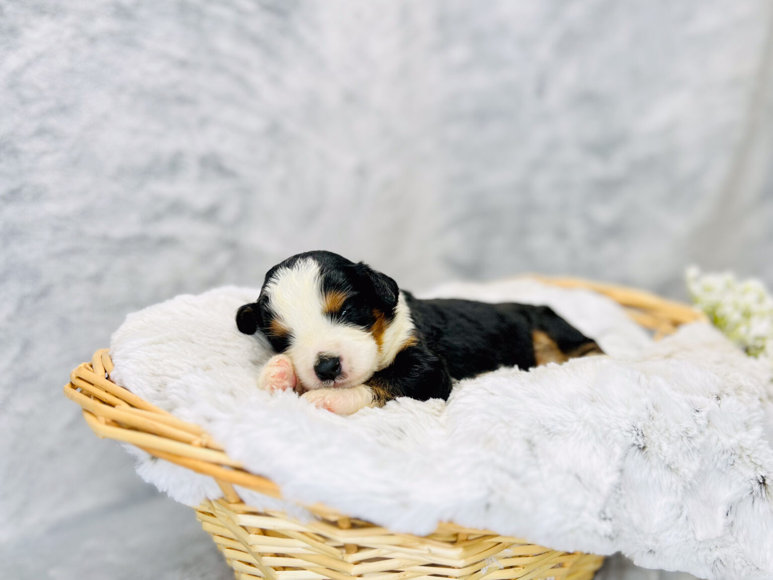 I am just a tiny baby and would love to join your family soon! Of course, you can’t see how cute and curly I will be when I get older, so the Dog Club will send updated photos when I am about 6 to 7 weeks old, if you choose to adopt me. Infant puppy deposits are refundable or transferrable.