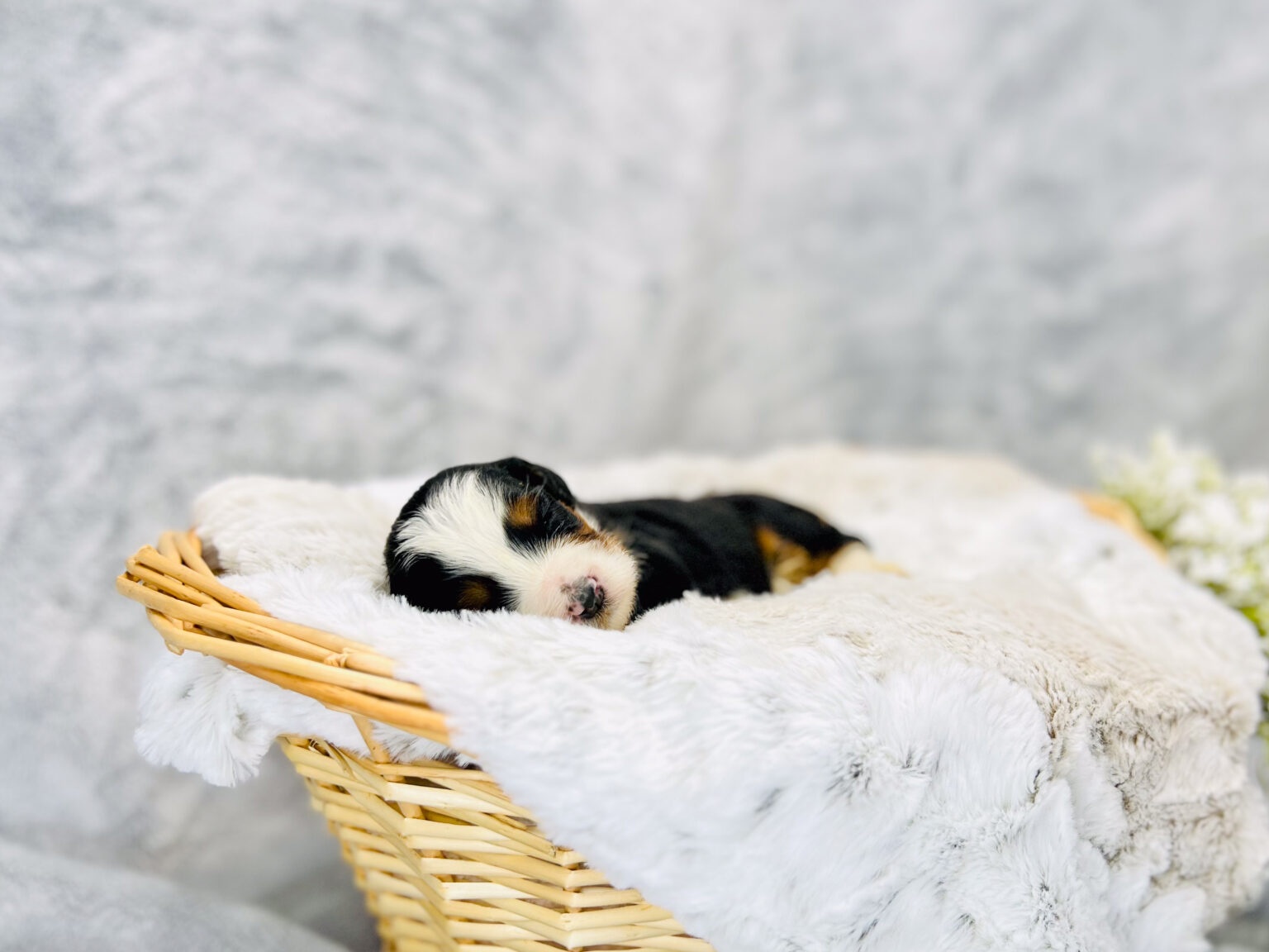 I am just a tiny baby and would love to join your family soon! Of course, you can’t see how cute and curly I will be when I get older, so the Dog Club will send updated photos when I am about 6 to 7 weeks old, if you choose to adopt me. Infant puppy deposits are refundable or transferrable.