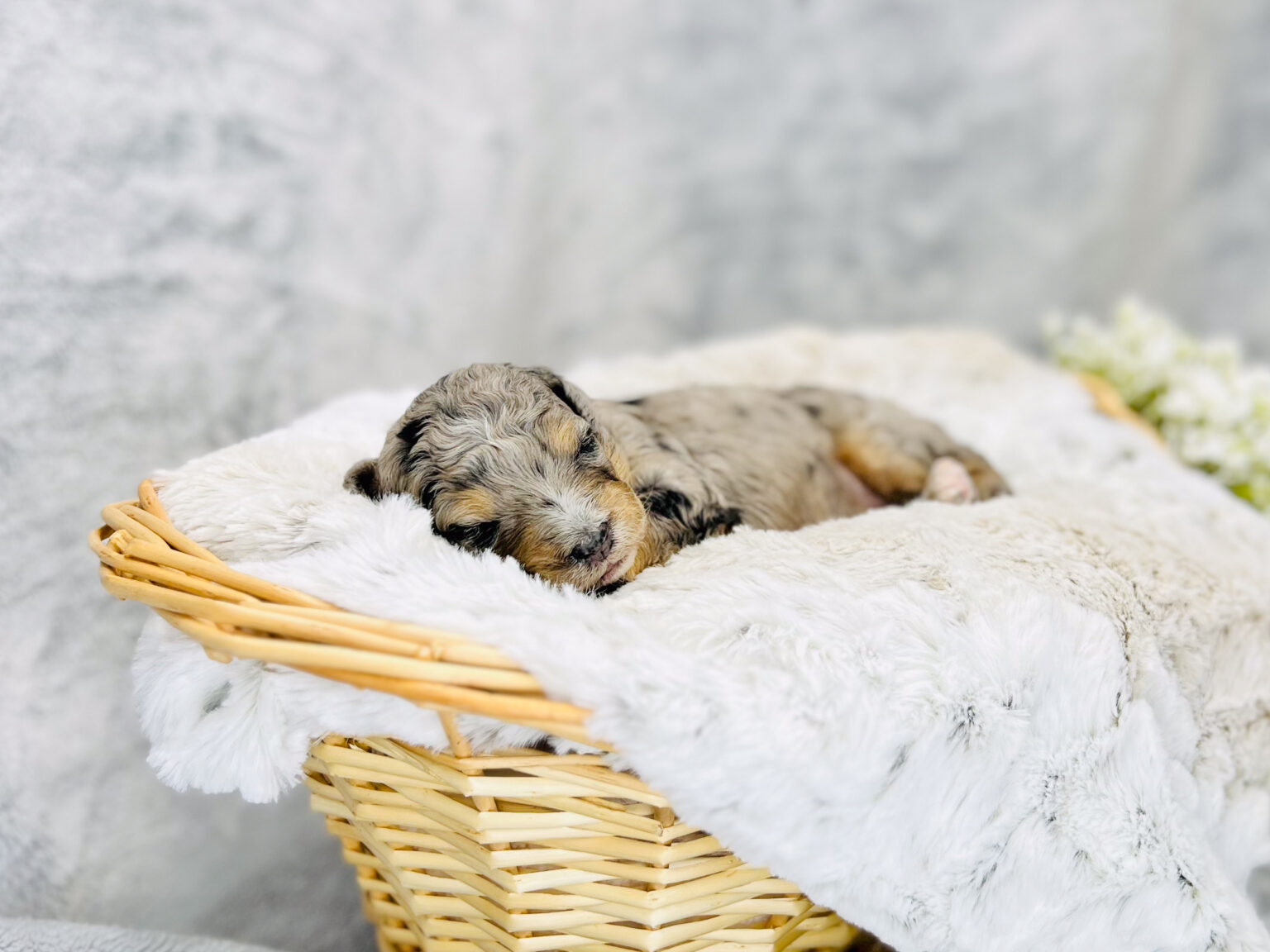 I am just a tiny baby and would love to join your family soon! Of course, you can’t see how cute and curly I will be when I get older, so the Dog Club will send updated photos when I am about 6 to 7 weeks old, if you choose to adopt me. Infant puppy deposits are refundable or transferrable.