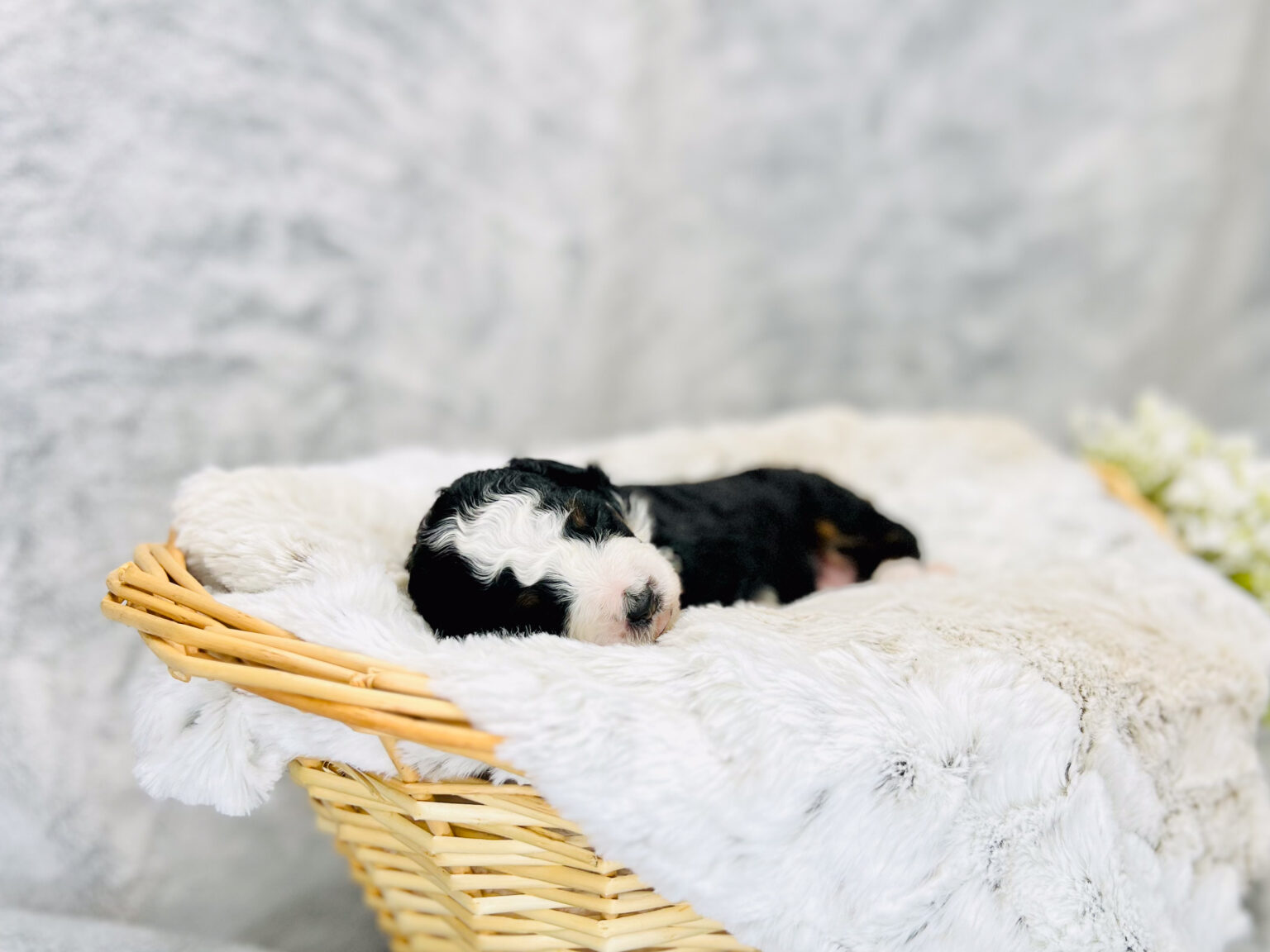 I am just a tiny baby and would love to join your family soon! Of course, you can’t see how cute and curly I will be when I get older, so the Dog Club will send updated photos when I am about 6 to 7 weeks old, if you choose to adopt me. Infant puppy deposits are refundable or transferrable.