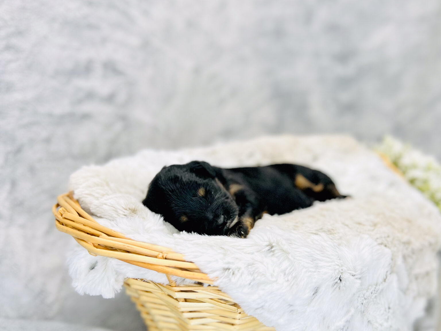 I am just a tiny baby and would love to join your family soon! Of course, you can’t see how cute and curly I will be when I get older, so the Dog Club will send updated photos when I am about 6 to 7 weeks old, if you choose to adopt me. Infant puppy deposits are refundable or transferrable.