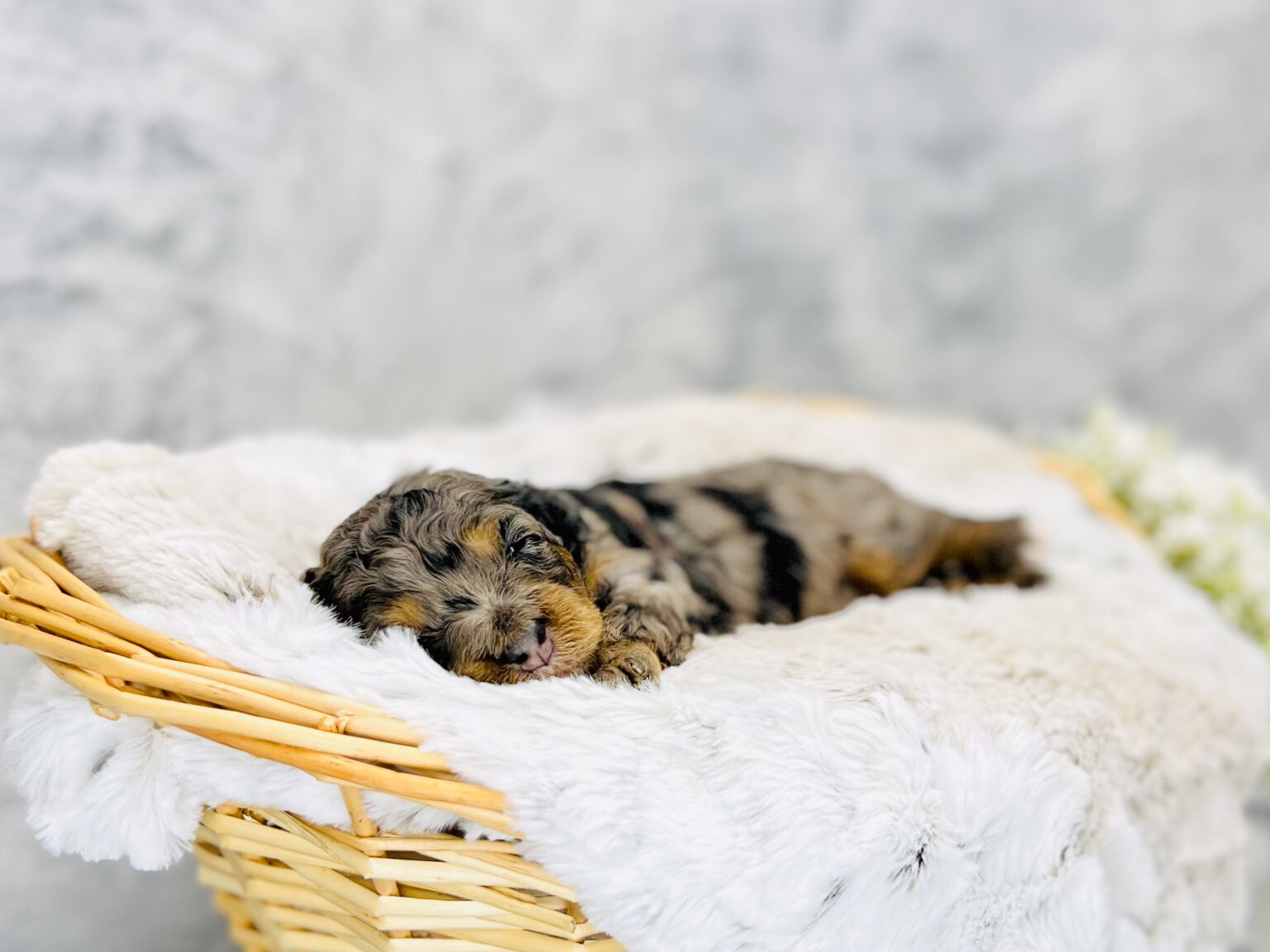 I am just a tiny baby and would love to join your family soon! Of course, you can’t see how cute and curly I will be when I get older, so the Dog Club will send updated photos when I am about 6 to 7 weeks old, if you choose to adopt me. Infant puppy deposits are refundable or transferrable.