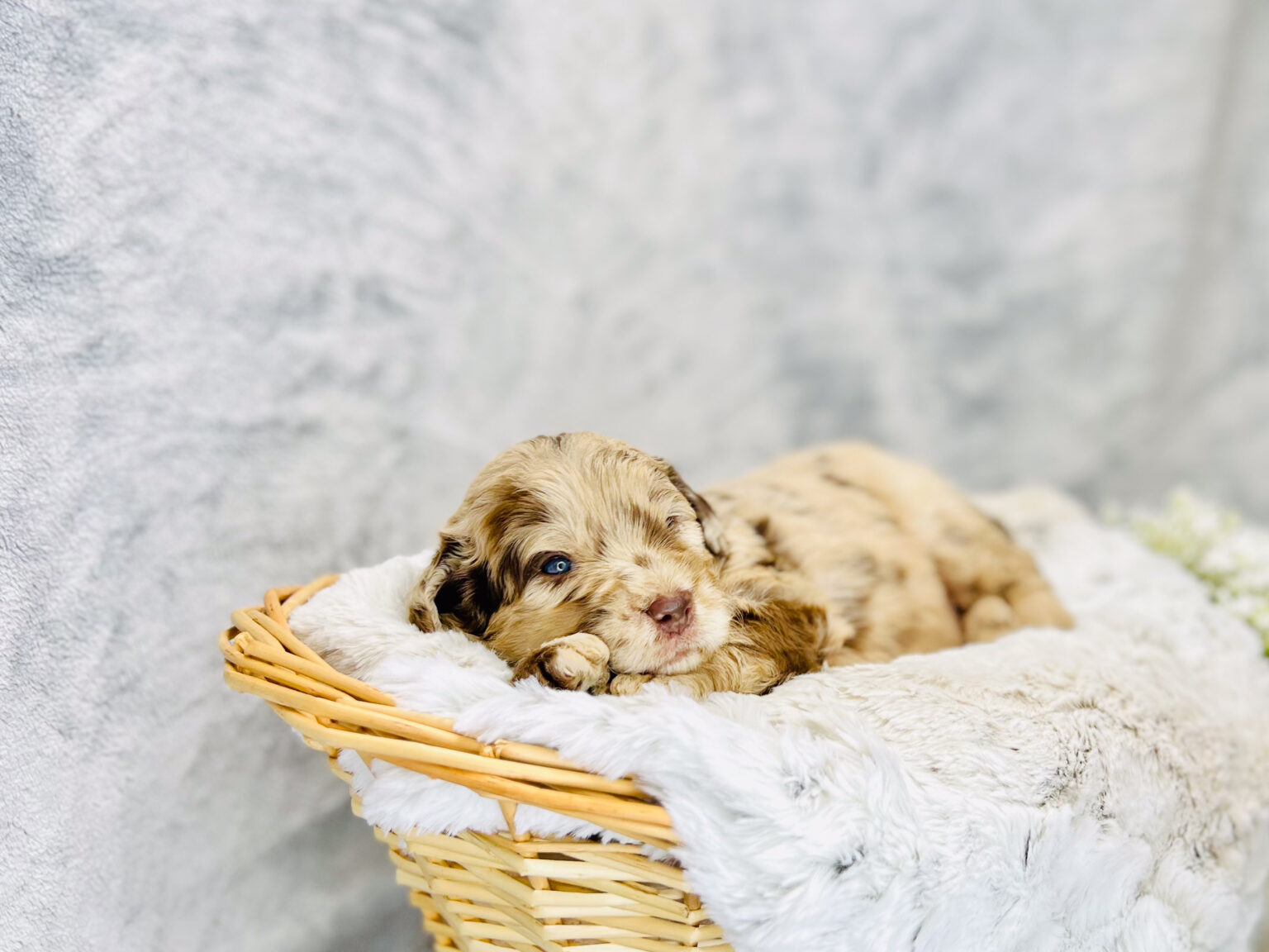 I am just a tiny baby and would love to join your family soon! Of course, you can’t see how cute and curly I will be when I get older, so the Dog Club will send updated photos when I am about 6 to 7 weeks old, if you choose to adopt me. Infant puppy deposits are refundable or transferrable.