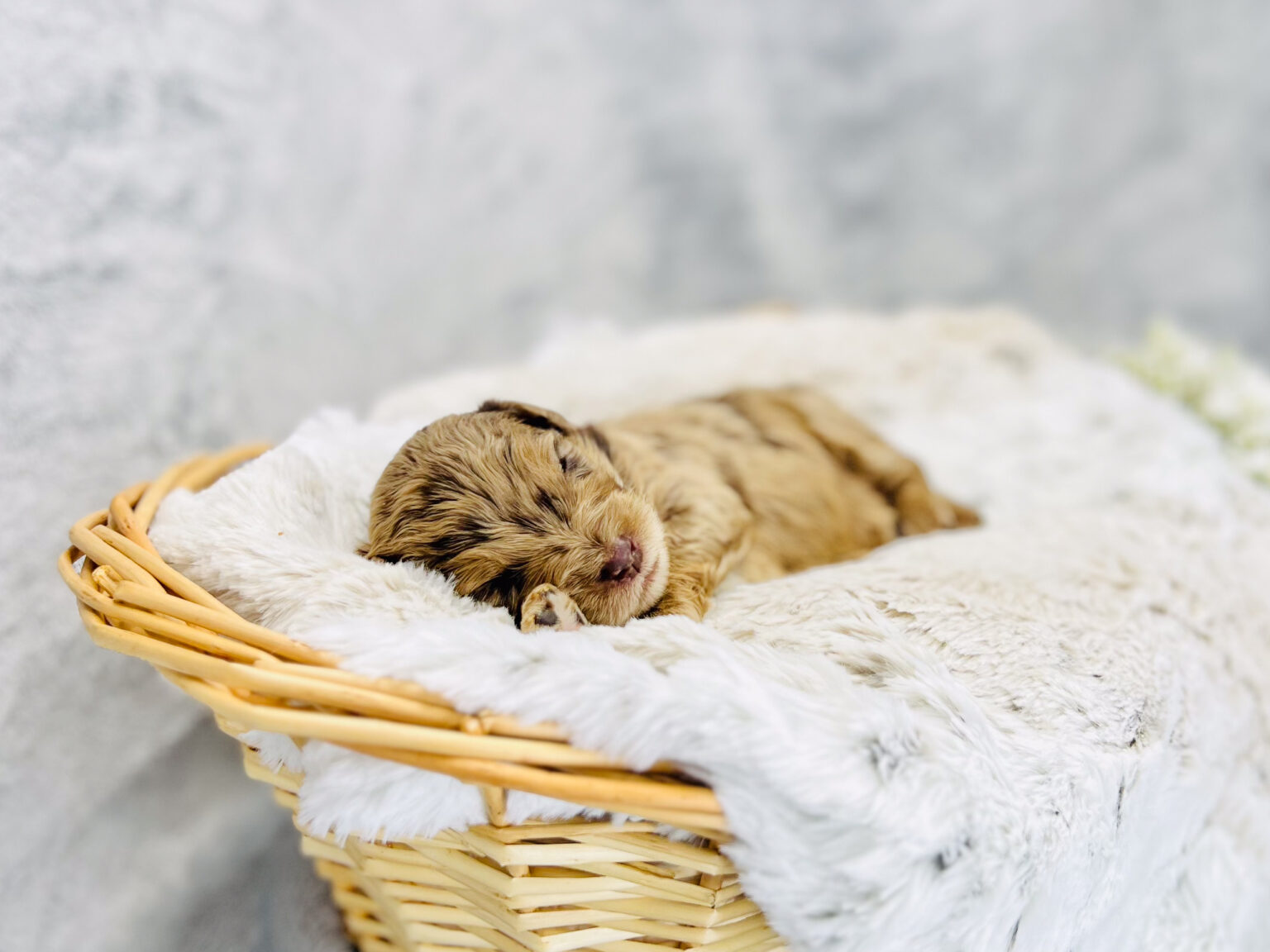 I am just a tiny baby and would love to join your family soon! Of course, you can’t see how cute and curly I will be when I get older, so the Dog Club will send updated photos when I am about 6 to 7 weeks old, if you choose to adopt me. Infant puppy deposits are refundable or transferrable.