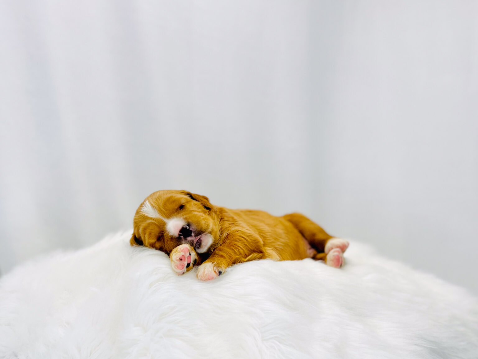I am just a tiny baby and would love to join your family soon! Of course, you can’t see how cute and curly I will be when I get older, so the Dog Club will send updated photos when I am about 6 to 7 weeks old, if you choose to adopt me. Infant puppy deposits are refundable or transferrable.