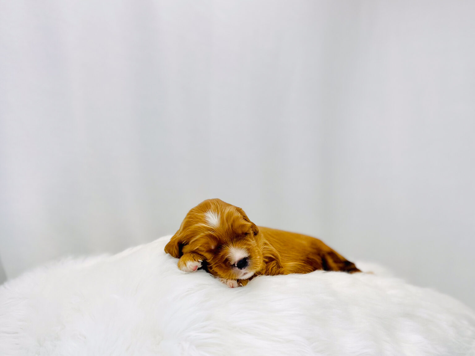 I am just a tiny baby and would love to join your family soon! Of course, you can’t see how cute and curly I will be when I get older, so the Dog Club will send updated photos when I am about 6 to 7 weeks old, if you choose to adopt me. Infant puppy deposits are refundable or transferrable.
