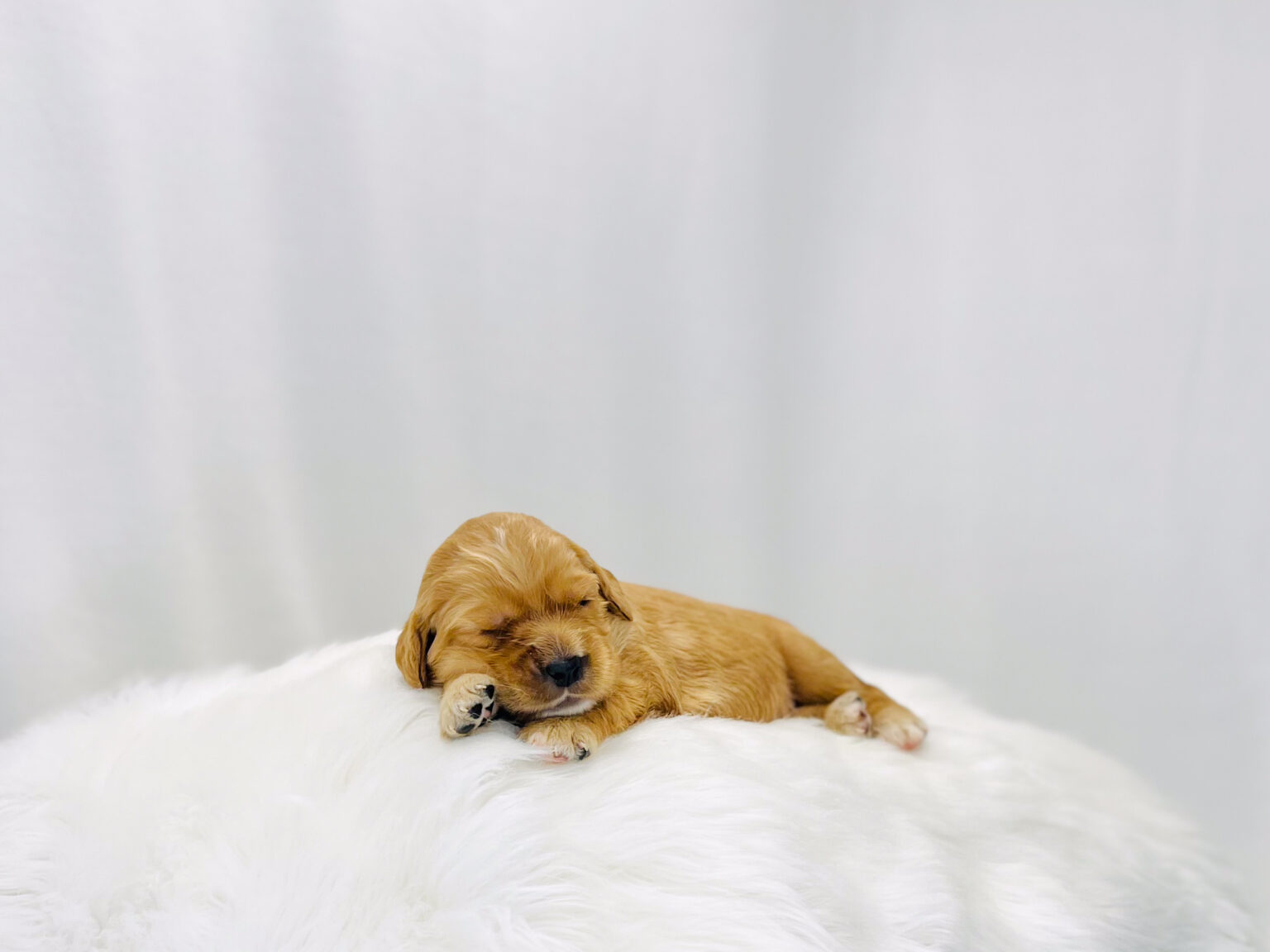 I am just a tiny baby and would love to join your family soon! Of course, you can’t see how cute and curly I will be when I get older, so the Dog Club will send updated photos when I am about 6 to 7 weeks old, if you choose to adopt me. Infant puppy deposits are refundable or transferrable.