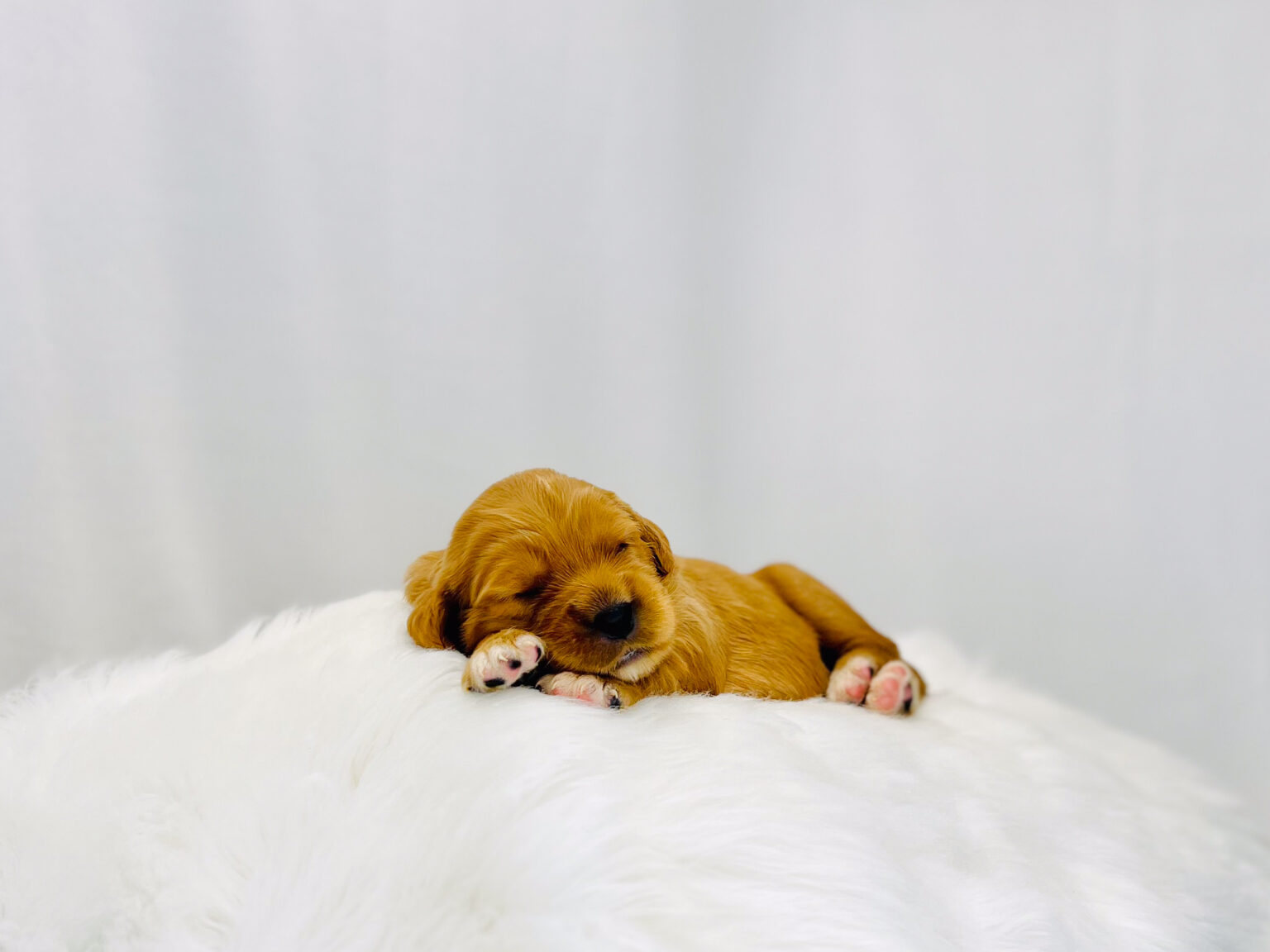 I am just a tiny baby and would love to join your family soon! Of course, you can’t see how cute and curly I will be when I get older, so the Dog Club will send updated photos when I am about 6 to 7 weeks old, if you choose to adopt me. Infant puppy deposits are refundable or transferrable.