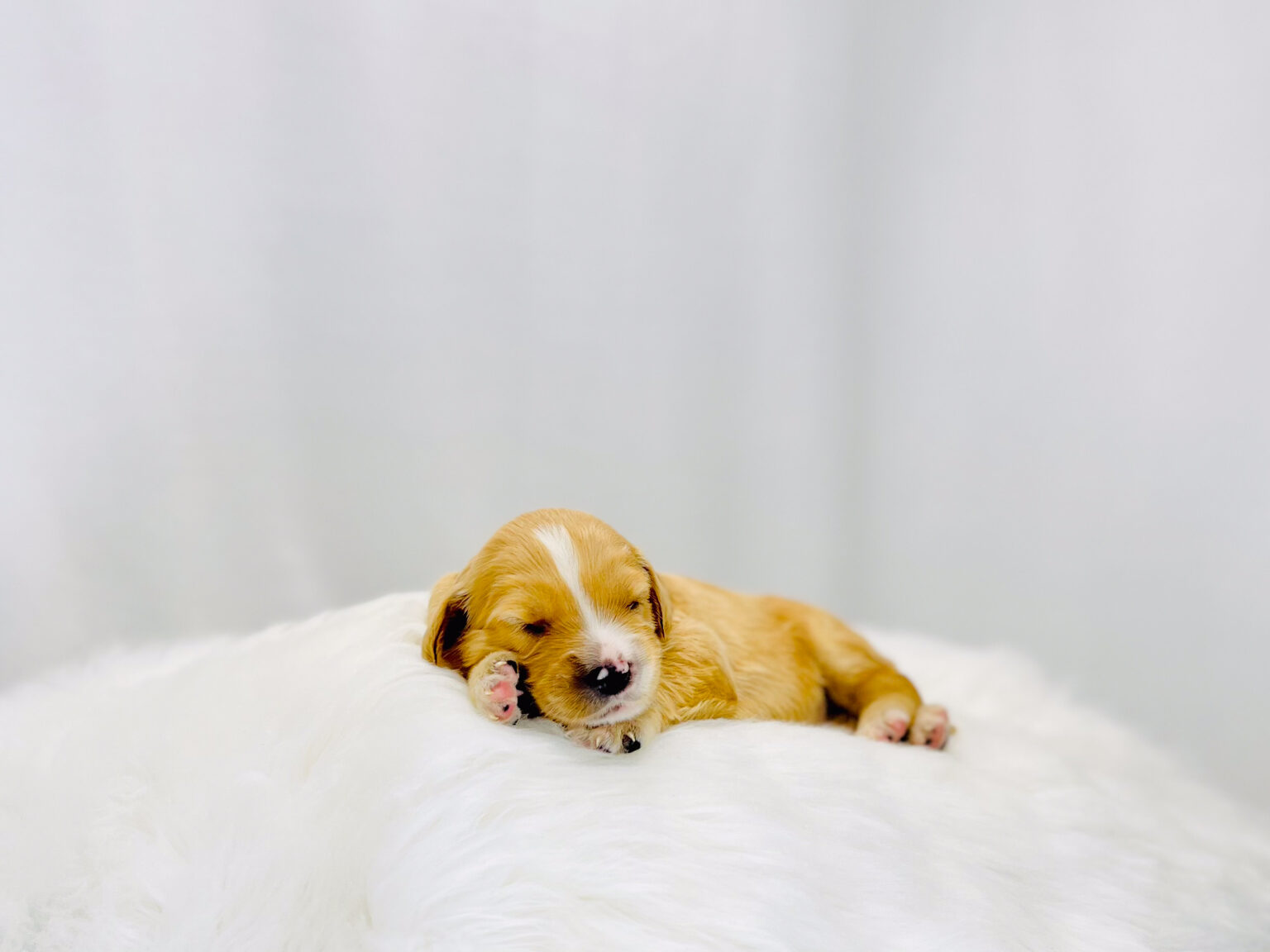 I am just a tiny baby and would love to join your family soon! Of course, you can’t see how cute and curly I will be when I get older, so the Dog Club will send updated photos when I am about 6 to 7 weeks old, if you choose to adopt me. Infant puppy deposits are refundable or transferrable.