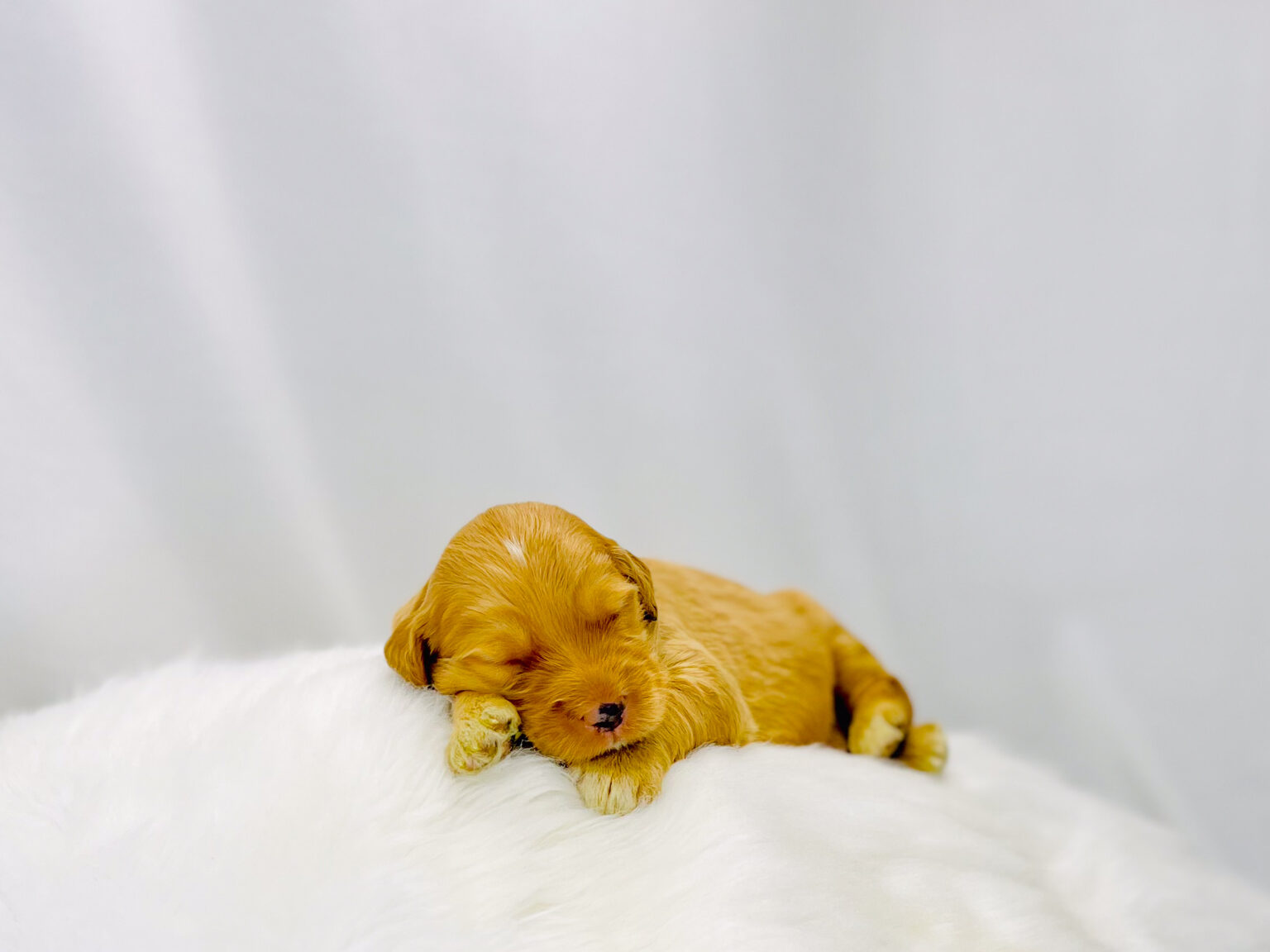 I am just a tiny baby and would love to join your family soon! Of course, you can’t see how cute and curly I will be when I get older, so the Dog Club will send updated photos when I am about 6 to 7 weeks old, if you choose to adopt me. Infant puppy deposits are refundable or transferrable.