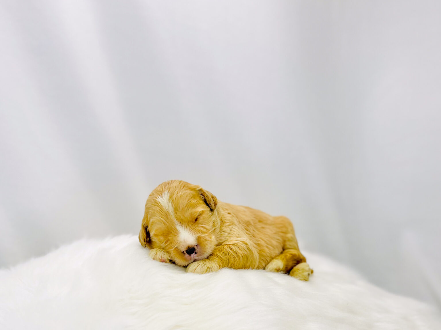 I am just a tiny baby and would love to join your family soon! Of course, you can’t see how cute and curly I will be when I get older, so the Dog Club will send updated photos when I am about 6 to 7 weeks old, if you choose to adopt me. Infant puppy deposits are refundable or transferrable.