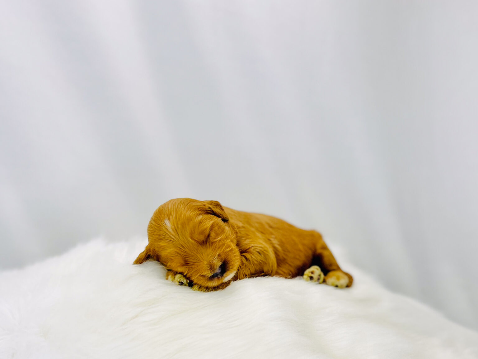 I am just a tiny baby and would love to join your family soon! Of course, you can’t see how cute and curly I will be when I get older, so the Dog Club will send updated photos when I am about 6 to 7 weeks old, if you choose to adopt me. Infant puppy deposits are refundable or transferrable.