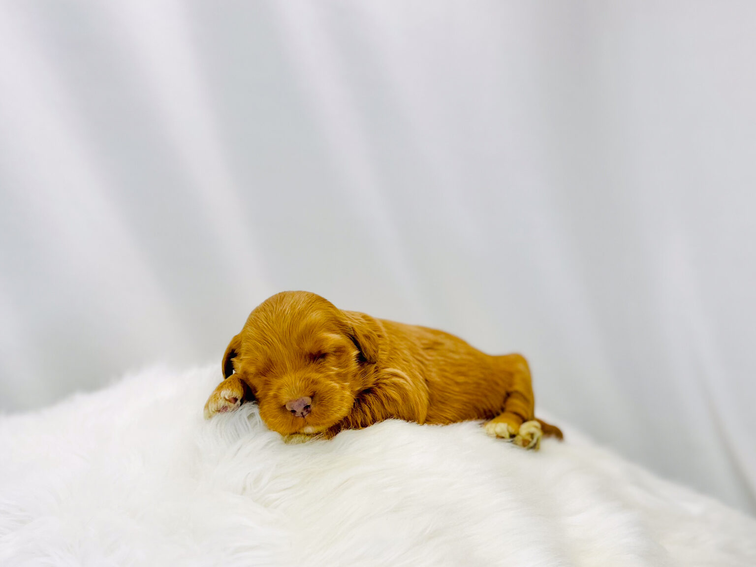 I am just a tiny baby and would love to join your family soon! Of course, you can’t see how cute and curly I will be when I get older, so the Dog Club will send updated photos when I am about 6 to 7 weeks old, if you choose to adopt me. Infant puppy deposits are refundable or transferrable.