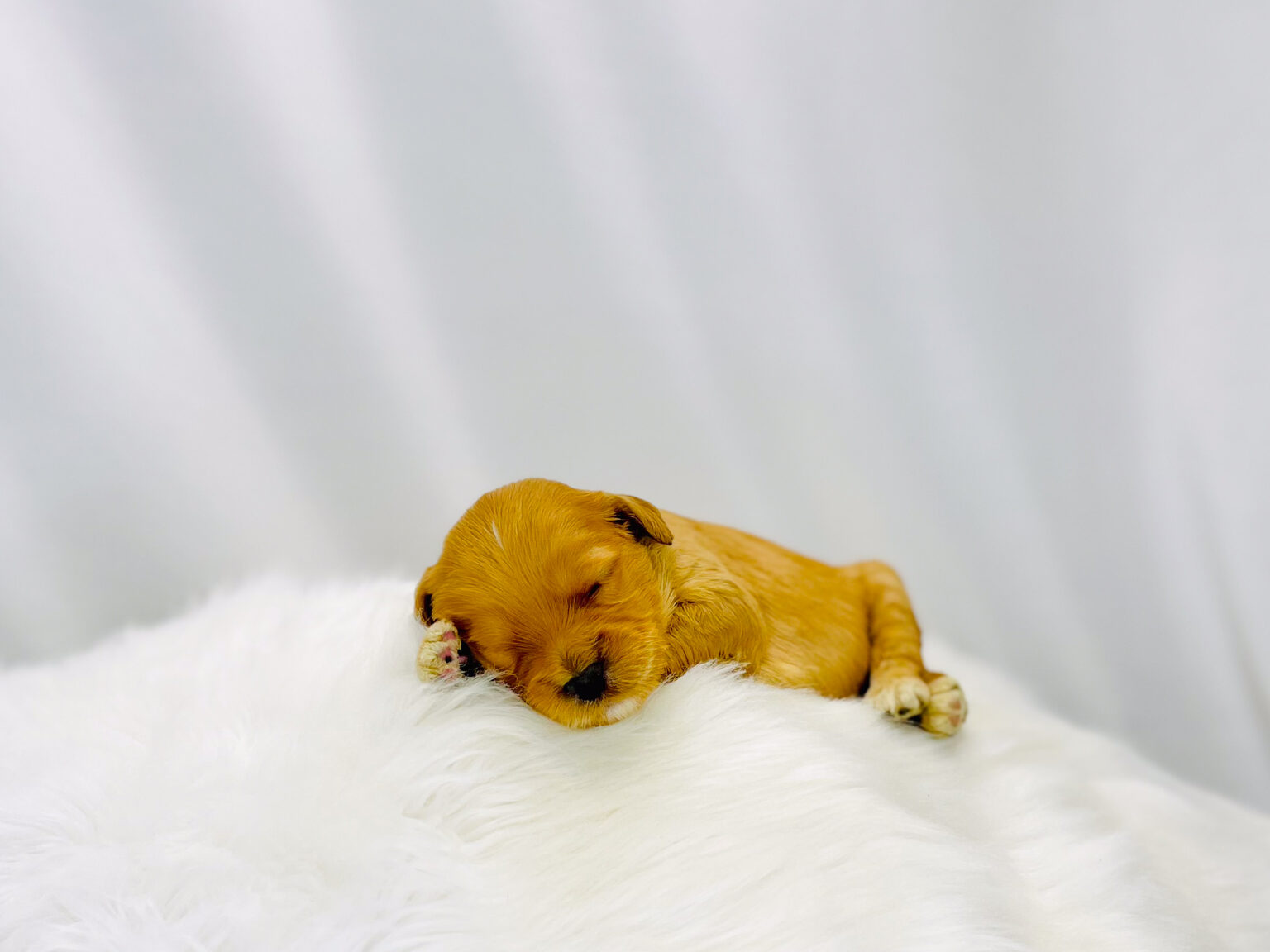 I am just a tiny baby and would love to join your family soon! Of course, you can’t see how cute and curly I will be when I get older, so the Dog Club will send updated photos when I am about 6 to 7 weeks old, if you choose to adopt me. Infant puppy deposits are refundable or transferrable.