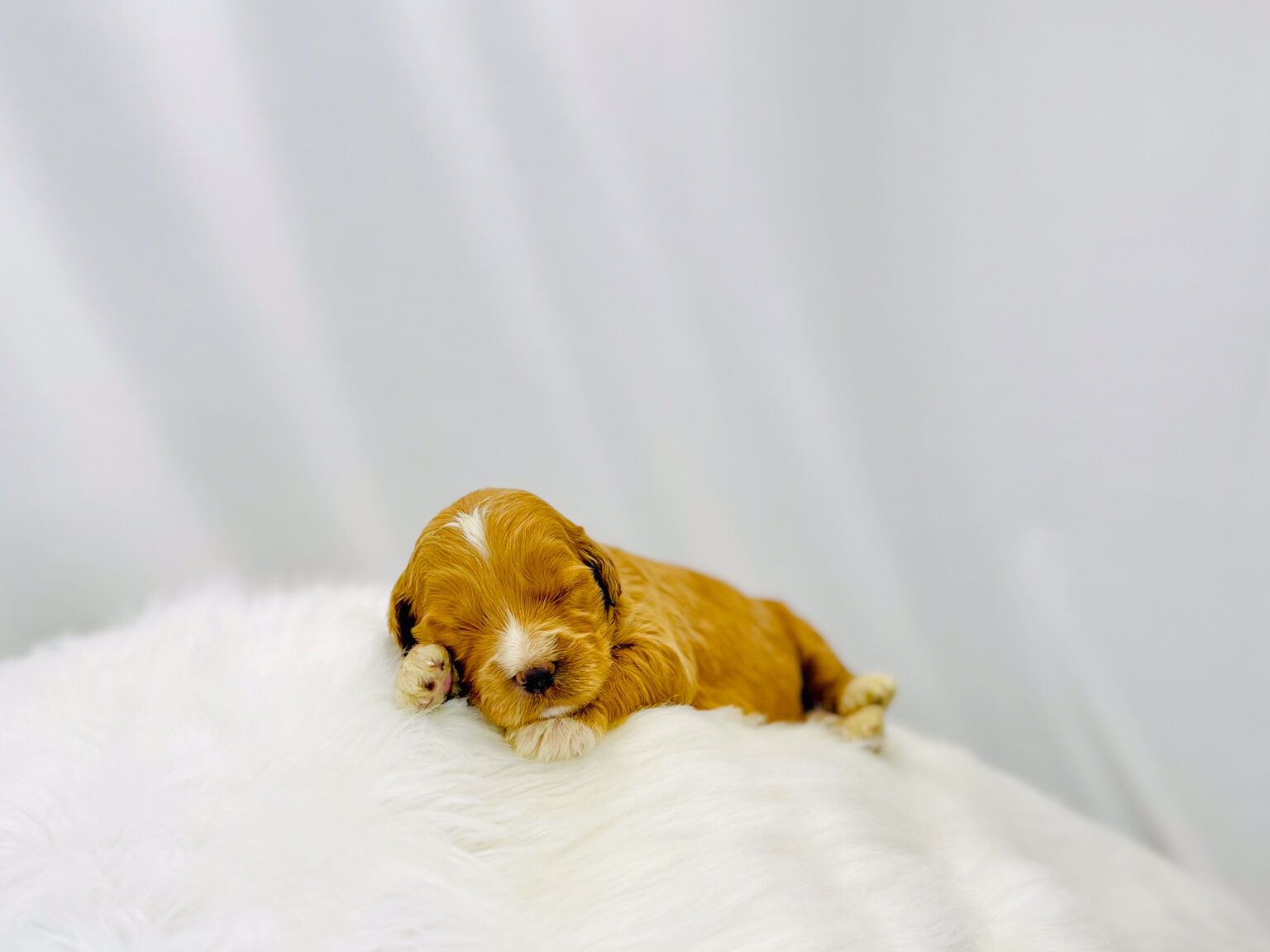 I am just a tiny baby and would love to join your family soon! Of course, you can’t see how cute and curly I will be when I get older, so the Dog Club will send updated photos when I am about 6 to 7 weeks old, if you choose to adopt me. Infant puppy deposits are refundable or transferrable.