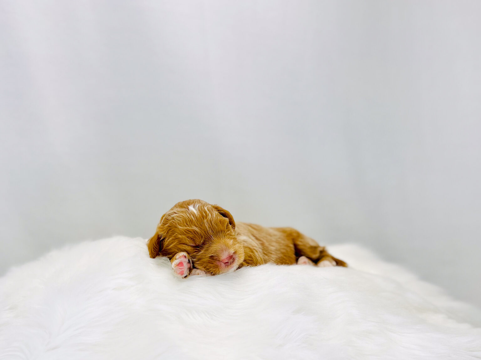 I am just a tiny baby and would love to join your family soon! Of course, you can’t see how cute and curly I will be when I get older, so the Dog Club will send updated photos when I am about 6 to 7 weeks old, if you choose to adopt me. Infant puppy deposits are refundable or transferrable.