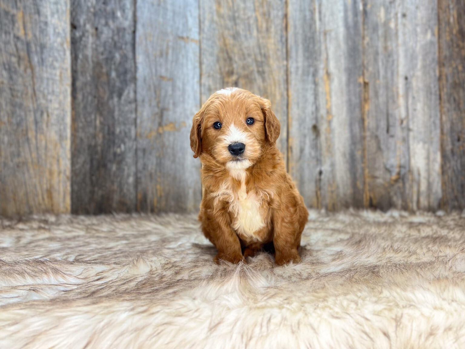 I am just a tiny baby and would love to join your family soon! Of course, you can’t see how cute and curly I will be when I get older, so the Dog Club will send updated photos when I am about 6 to 7 weeks old, if you choose to adopt me. Infant puppy deposits are refundable or transferrable.