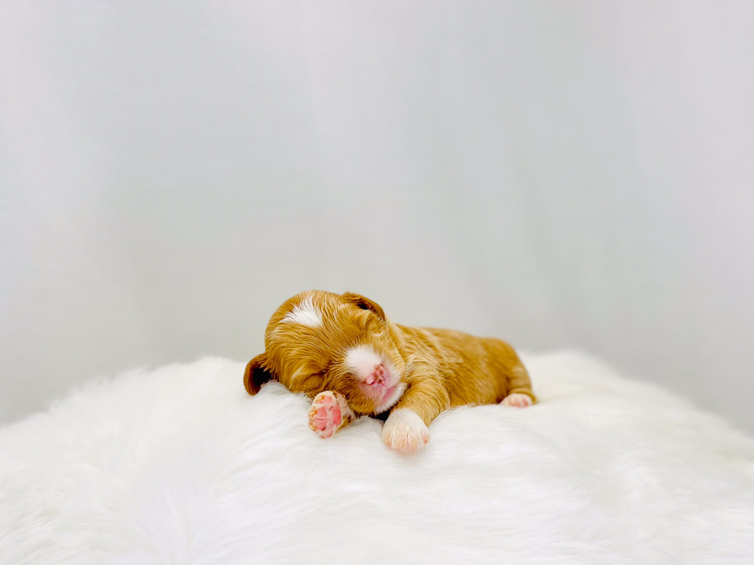 I am just a tiny baby and would love to join your family soon! Of course, you can’t see how cute and curly I will be when I get older, so the Dog Club will send updated photos when I am about 6 to 7 weeks old, if you choose to adopt me. Infant puppy deposits are refundable or transferrable.