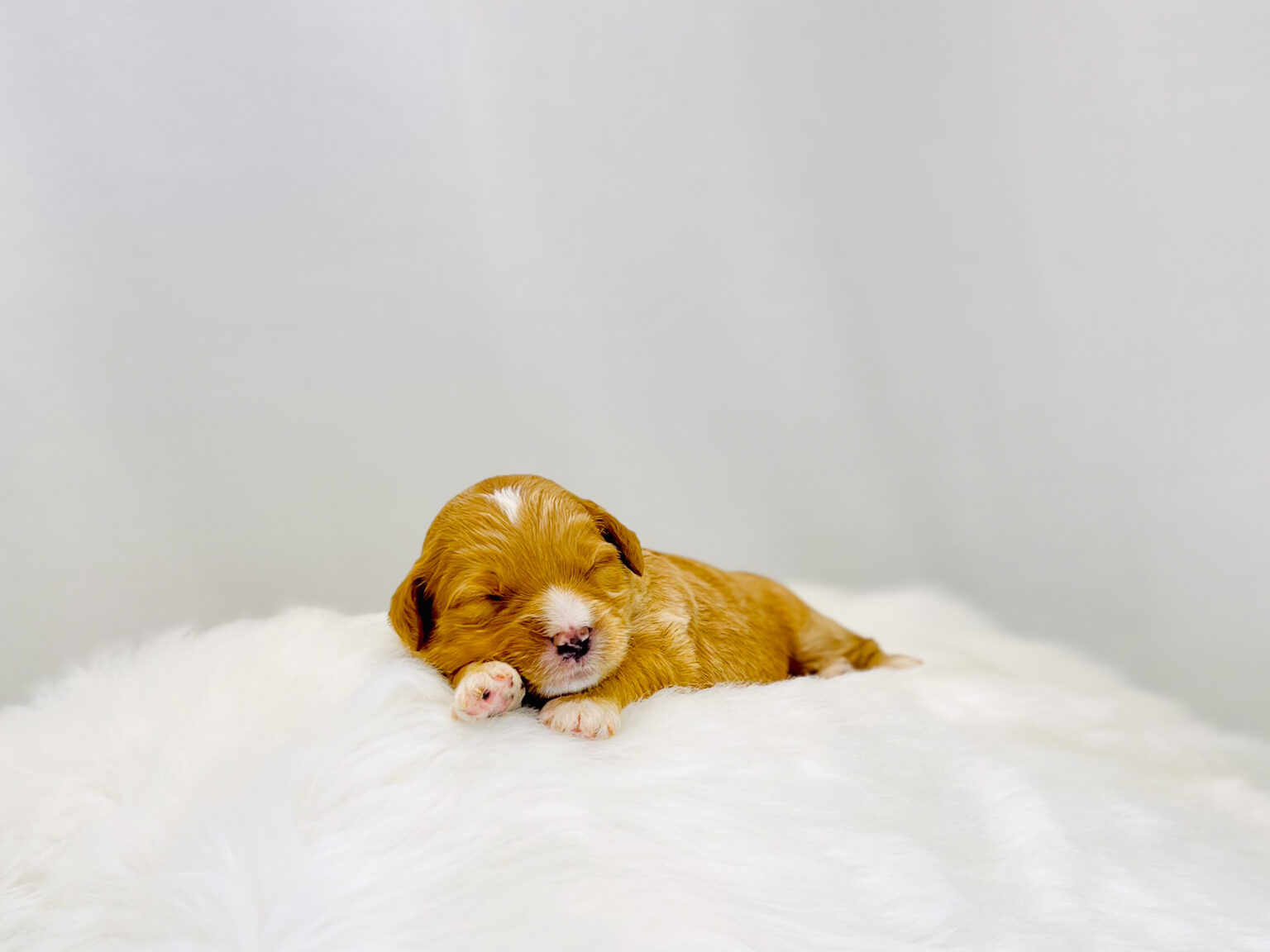 I am just a tiny baby and would love to join your family soon! Of course, you can’t see how cute and curly I will be when I get older, so the Dog Club will send updated photos when I am about 6 to 7 weeks old, if you choose to adopt me. Infant puppy deposits are refundable or transferrable.