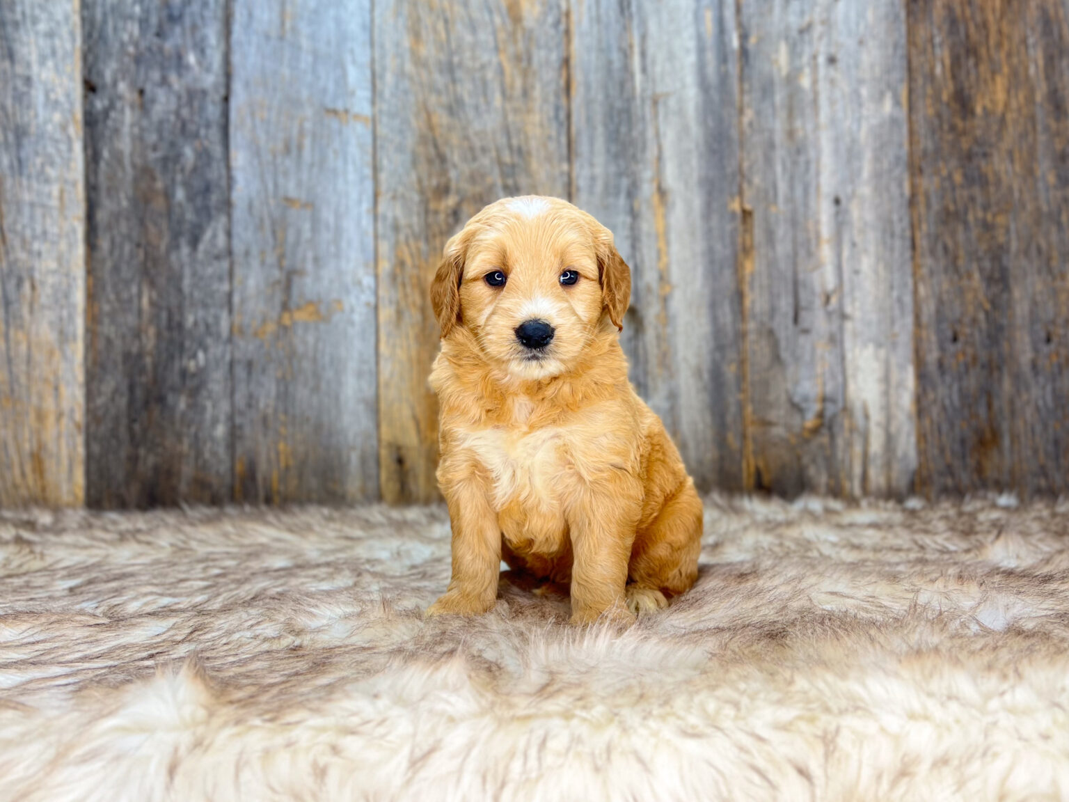 I am just a tiny baby and would love to join your family soon! Of course, you can’t see how cute and curly I will be when I get older, so the Dog Club will send updated photos when I am about 6 to 7 weeks old, if you choose to adopt me. Infant puppy deposits are refundable or transferrable.