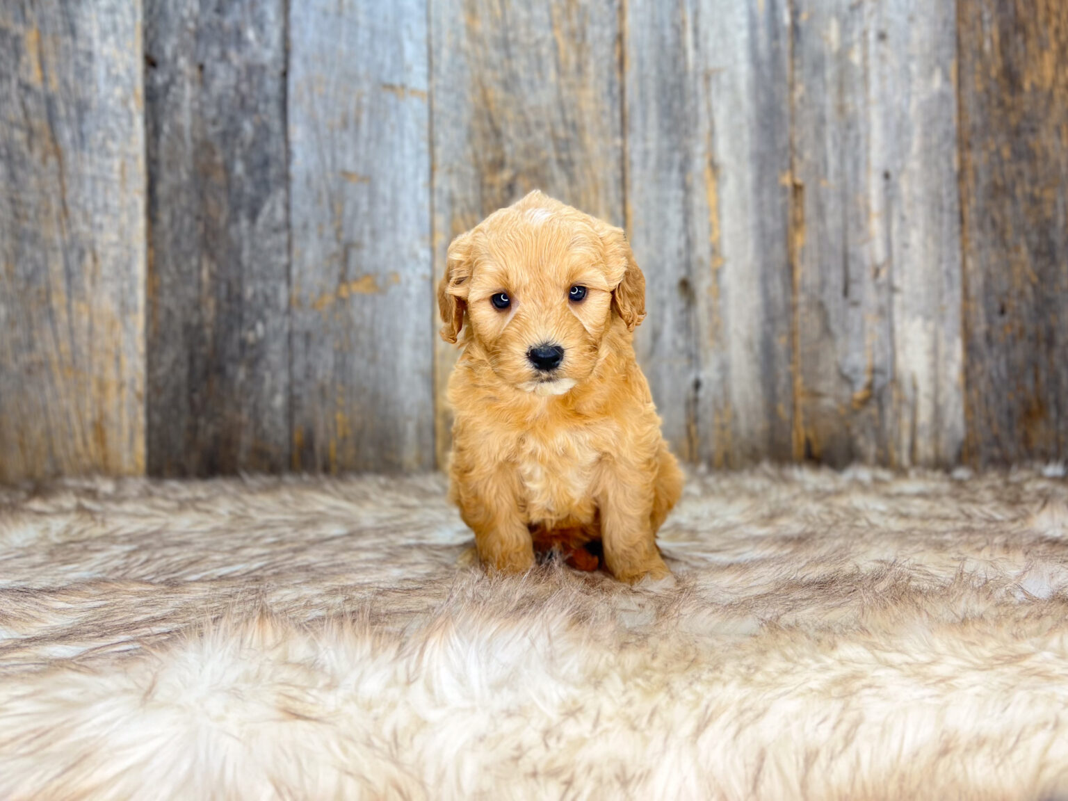 I am just a tiny baby and would love to join your family soon! Of course, you can’t see how cute and curly I will be when I get older, so the Dog Club will send updated photos when I am about 6 to 7 weeks old, if you choose to adopt me. Infant puppy deposits are refundable or transferrable.