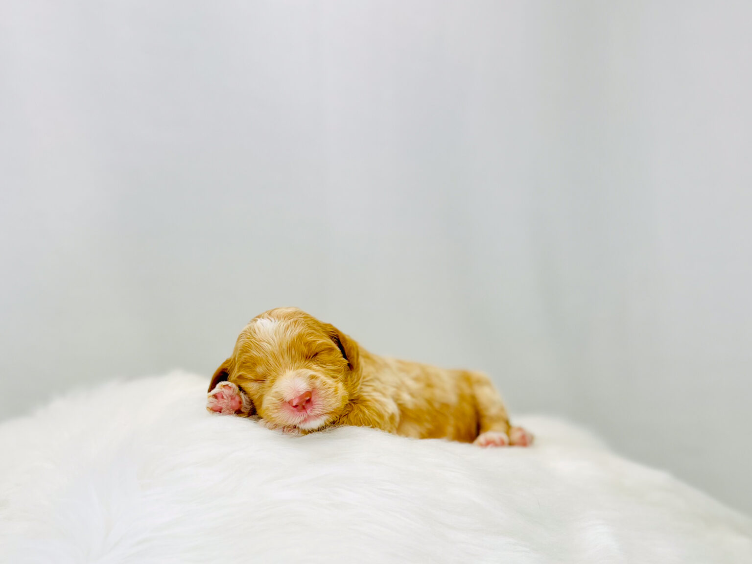I am just a tiny baby and would love to join your family soon! Of course, you can’t see how cute and curly I will be when I get older, so the Dog Club will send updated photos when I am about 6 to 7 weeks old, if you choose to adopt me. Infant puppy deposits are refundable or transferrable.