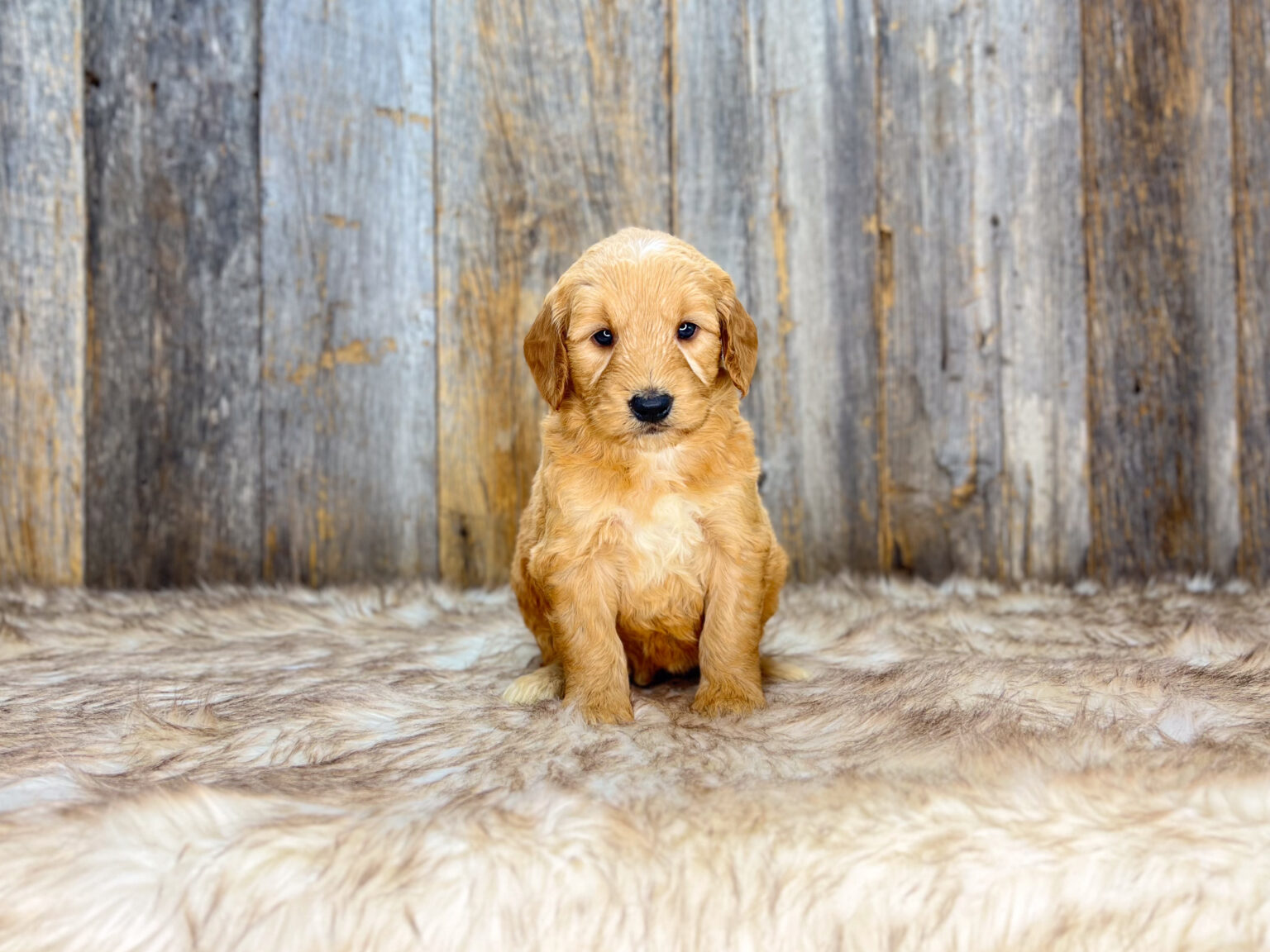 I am just a tiny baby and would love to join your family soon! Of course, you can’t see how cute and curly I will be when I get older, so the Dog Club will send updated photos when I am about 6 to 7 weeks old, if you choose to adopt me. Infant puppy deposits are refundable or transferrable.