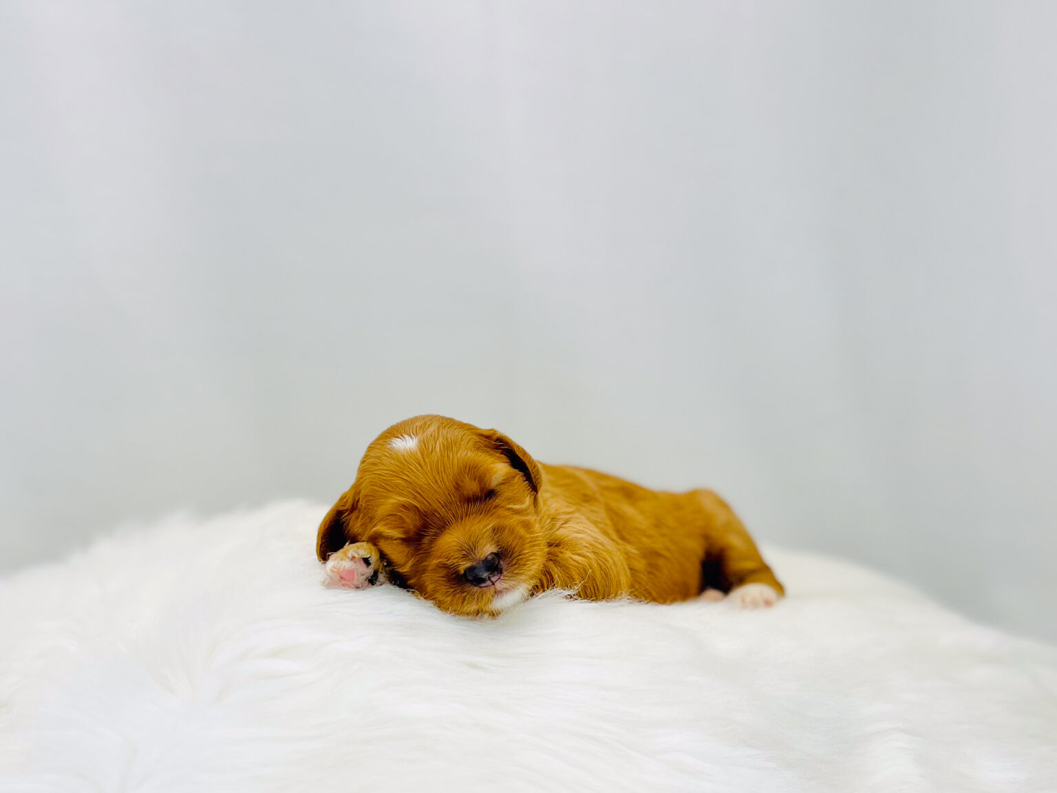 I am just a tiny baby and would love to join your family soon! Of course, you can’t see how cute and curly I will be when I get older, so the Dog Club will send updated photos when I am about 6 to 7 weeks old, if you choose to adopt me. Infant puppy deposits are refundable or transferrable.