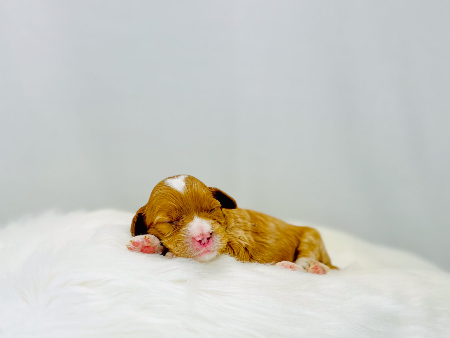 I am just a tiny baby and would love to join your family soon! Of course, you can’t see how cute and curly I will be when I get older, so the Dog Club will send updated photos when I am about 6 to 7 weeks old, if you choose to adopt me. Infant puppy deposits are refundable or transferrable.