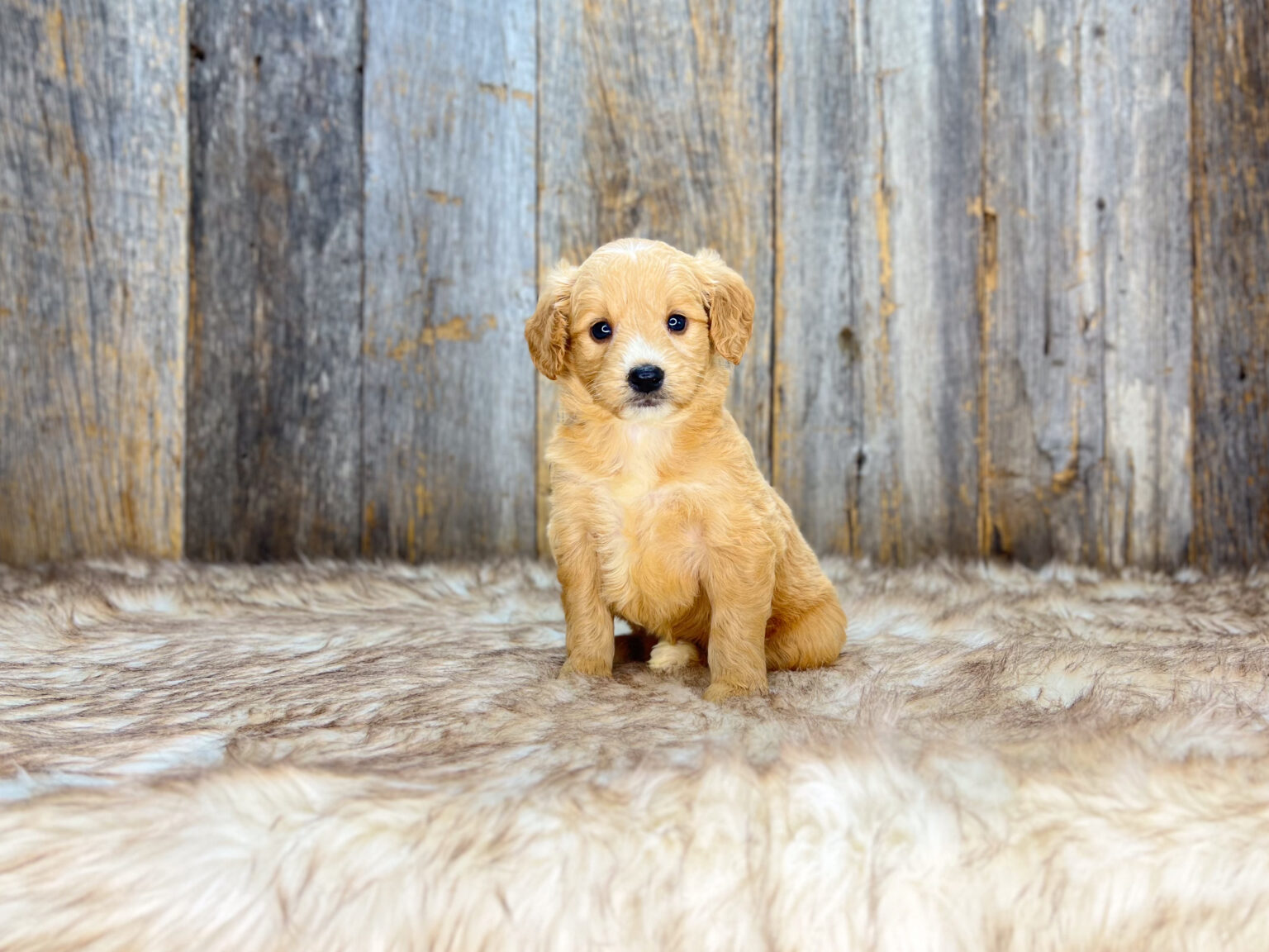 I am just a tiny baby and would love to join your family soon! Of course, you can’t see how cute and curly I will be when I get older, so the Dog Club will send updated photos when I am about 6 to 7 weeks old, if you choose to adopt me. Infant puppy deposits are refundable or transferrable.