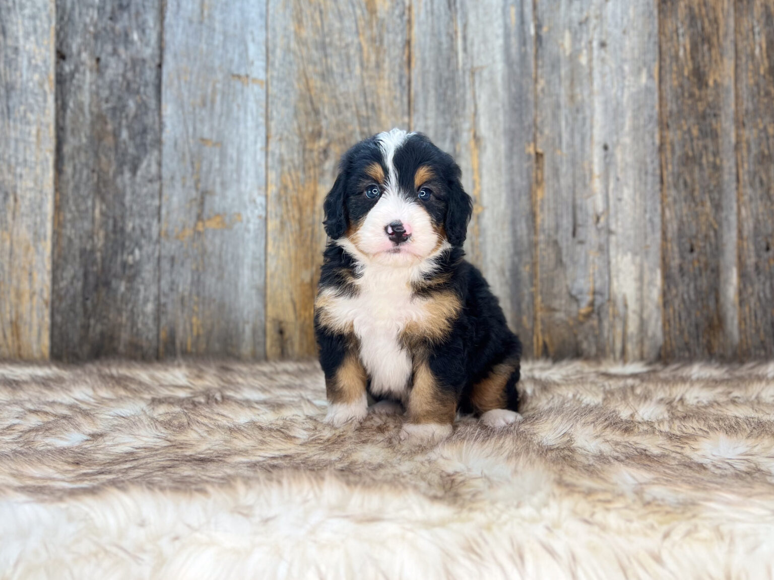 I am just a tiny baby and would love to join your family soon! Of course, you can’t see how cute and curly I will be when I get older, so the Dog Club will send updated photos when I am about 6 to 7 weeks old, if you choose to adopt me. Infant puppy deposits are refundable or transferrable.