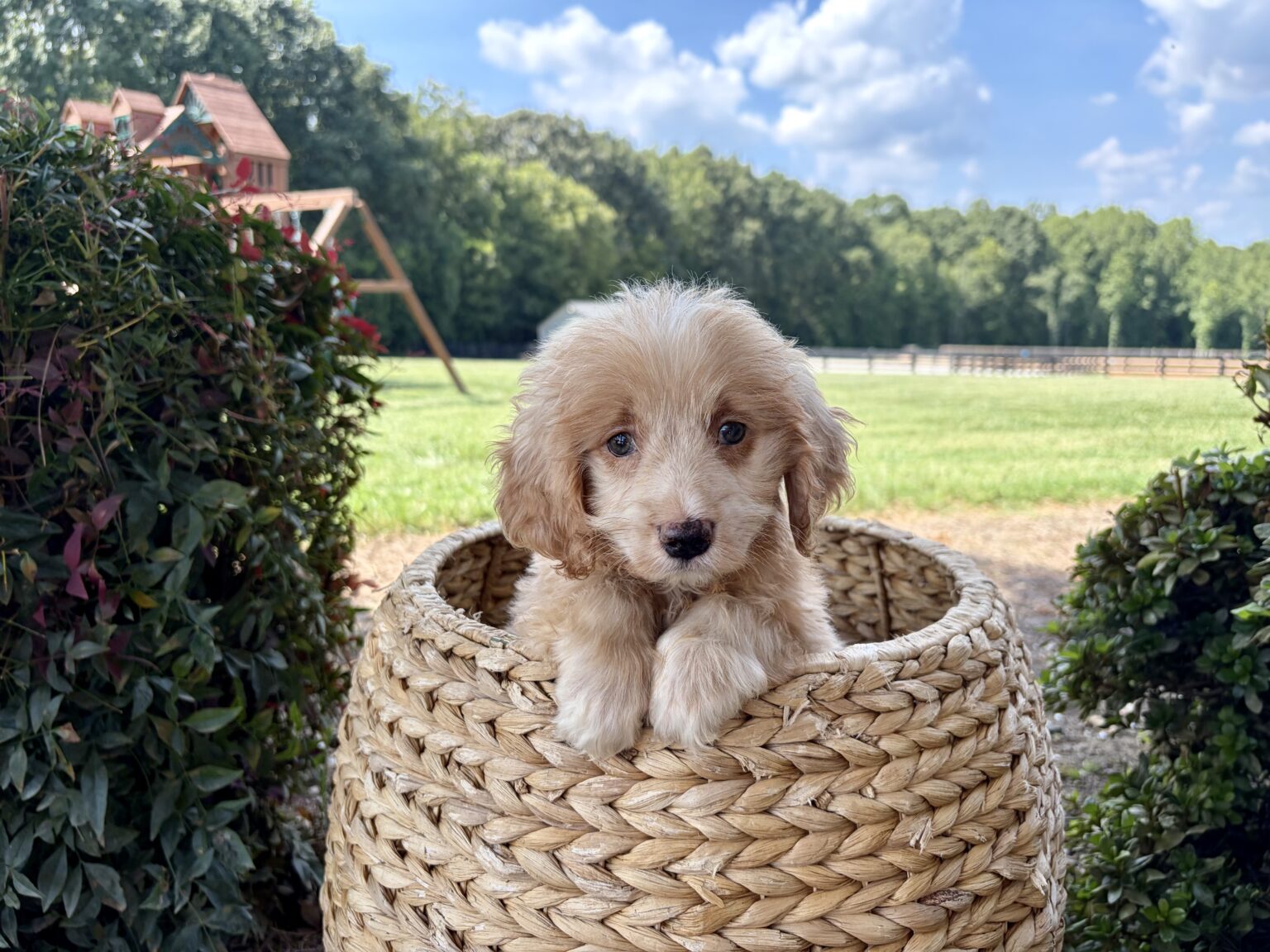 I am just a tiny baby and would love to join your family soon! Of course, you can’t see how cute and curly I will be when I get older, so the Dog Club will send updated photos when I am about 6 to 7 weeks old, if you choose to adopt me. Infant puppy deposits are refundable or transferrable.