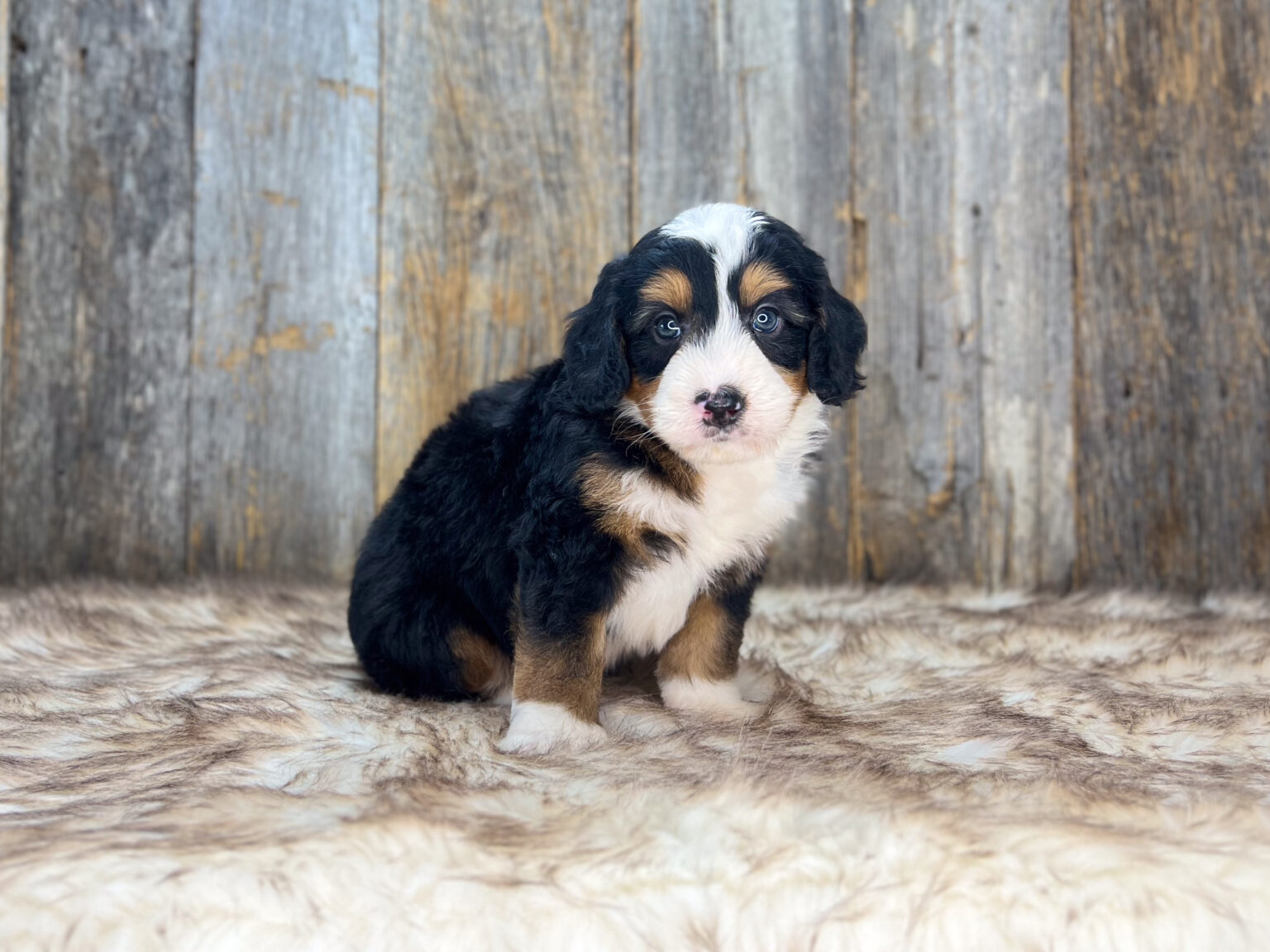 I am just a tiny baby and would love to join your family soon! Of course, you can’t see how cute and curly I will be when I get older, so the Dog Club will send updated photos when I am about 6 to 7 weeks old, if you choose to adopt me. Infant puppy deposits are refundable or transferrable.
