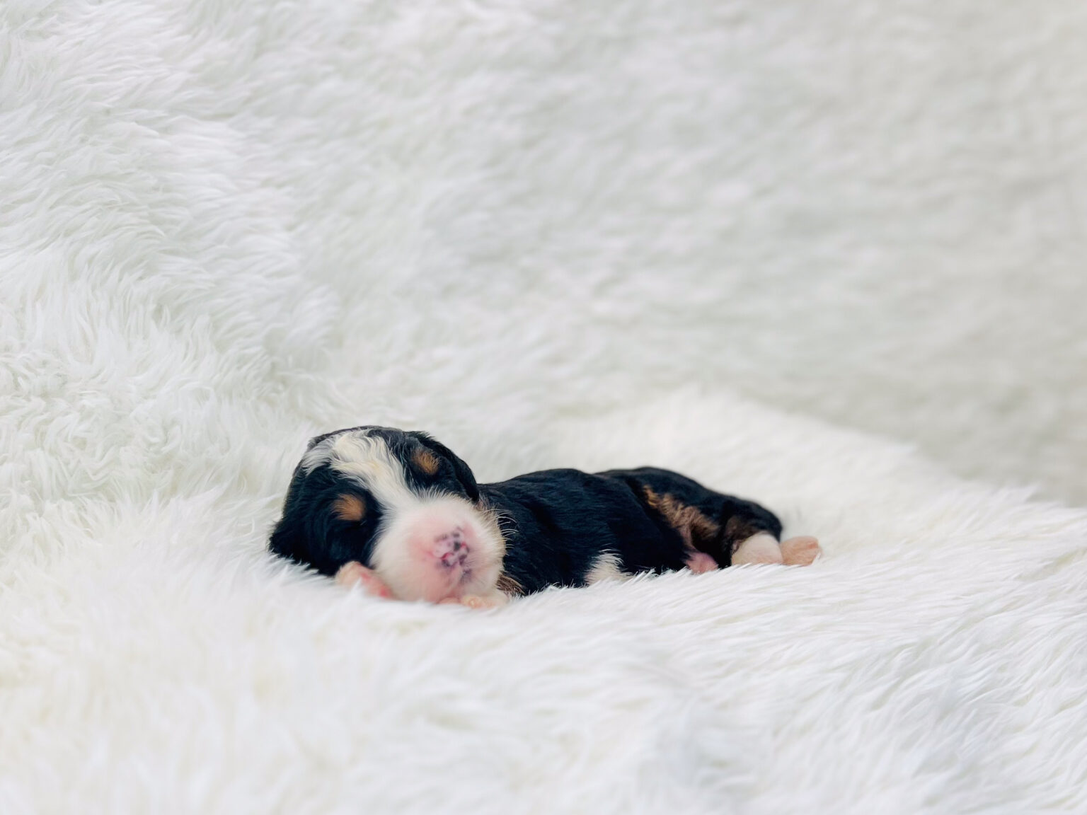 I am just a tiny baby and would love to join your family soon! Of course, you can’t see how cute and curly I will be when I get older, so the Dog Club will send updated photos when I am about 6 to 7 weeks old, if you choose to adopt me. Infant puppy deposits are refundable or transferrable.